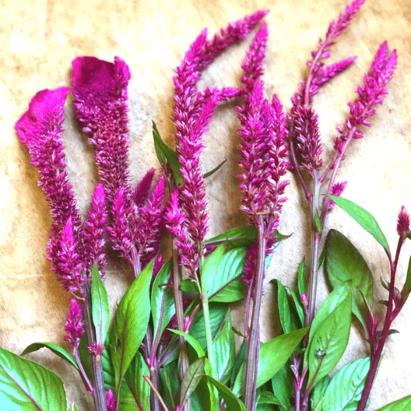 Celosia