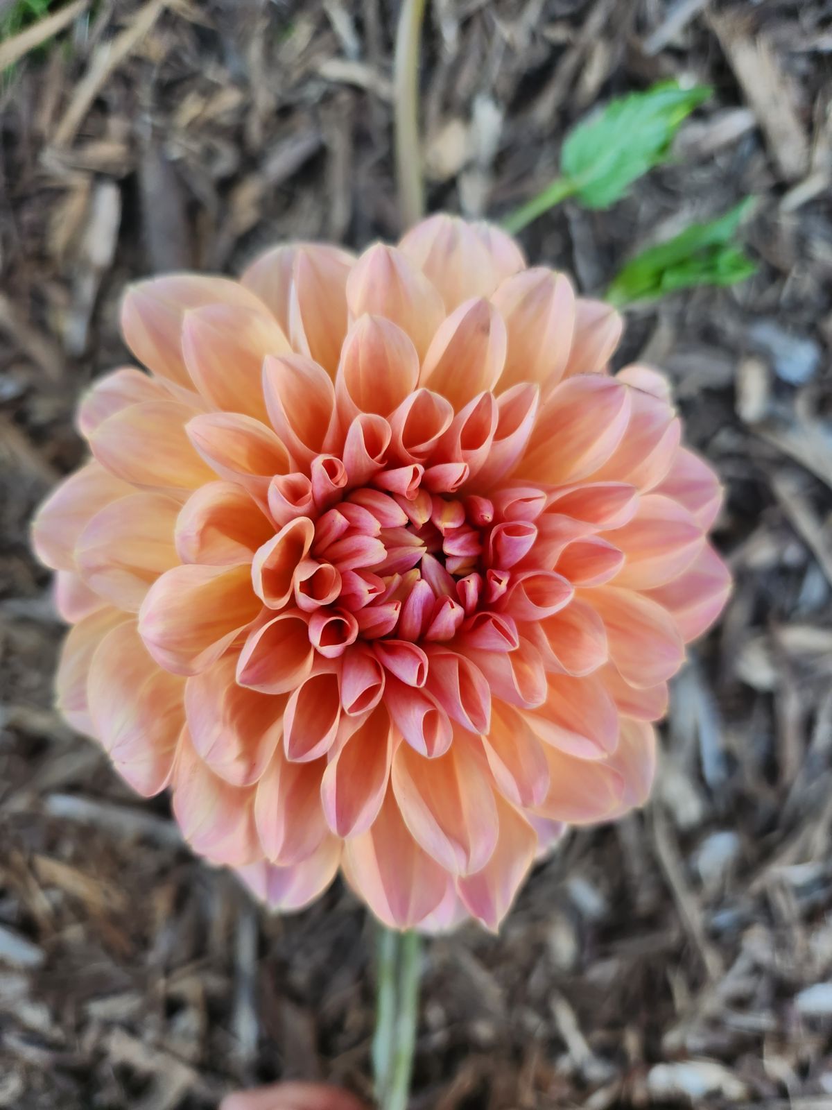Dahlia Honeydew