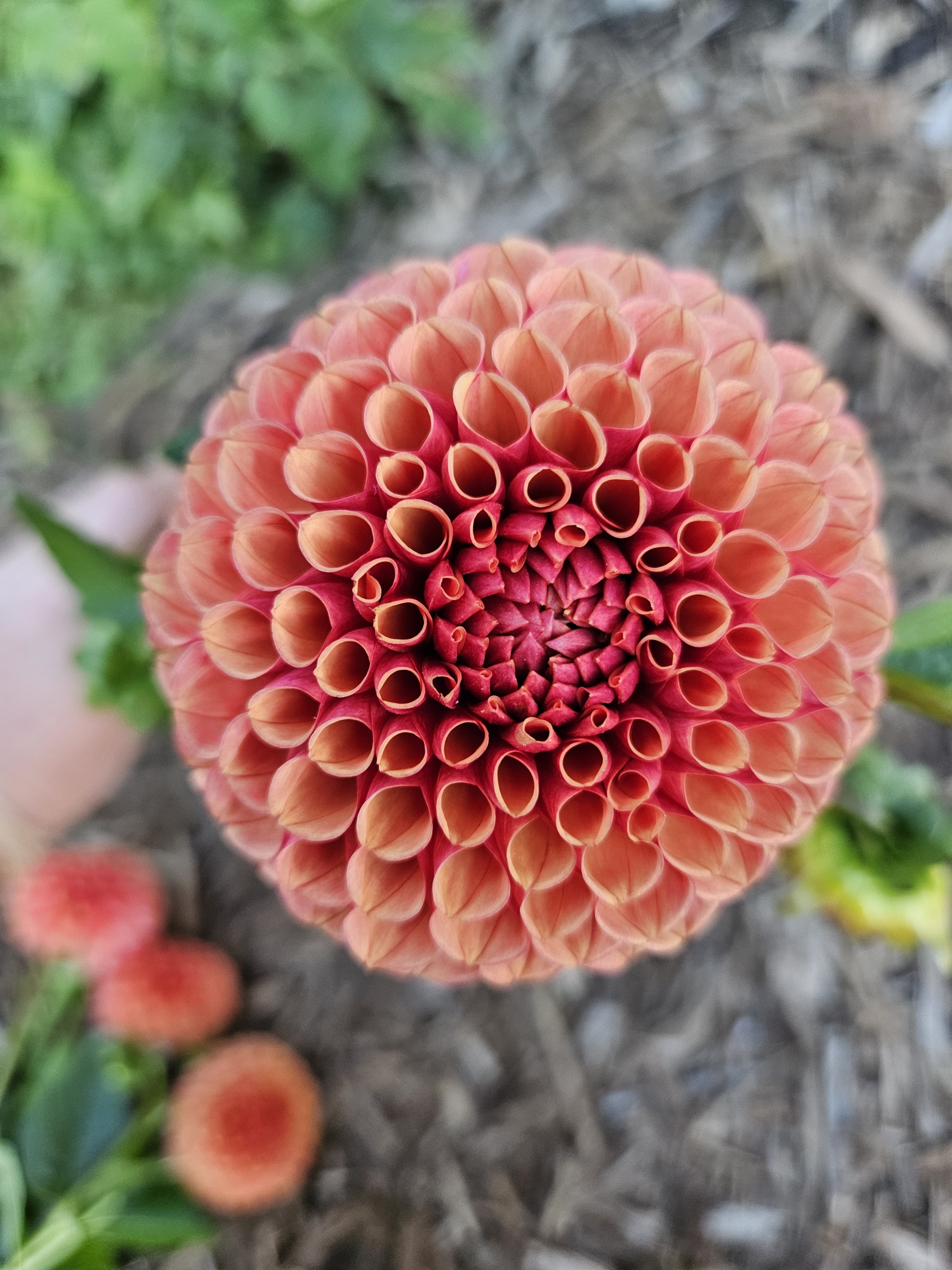 Dahlia Hy Suntan