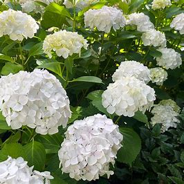 Hydrangea