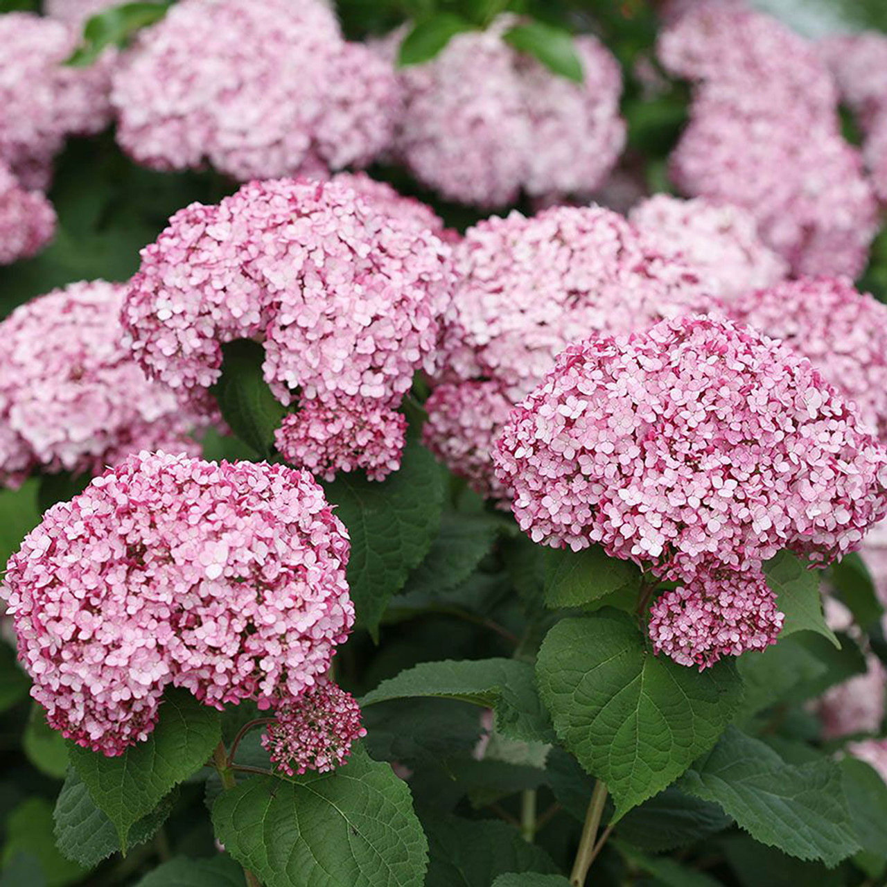 Smooth Hydrangea 