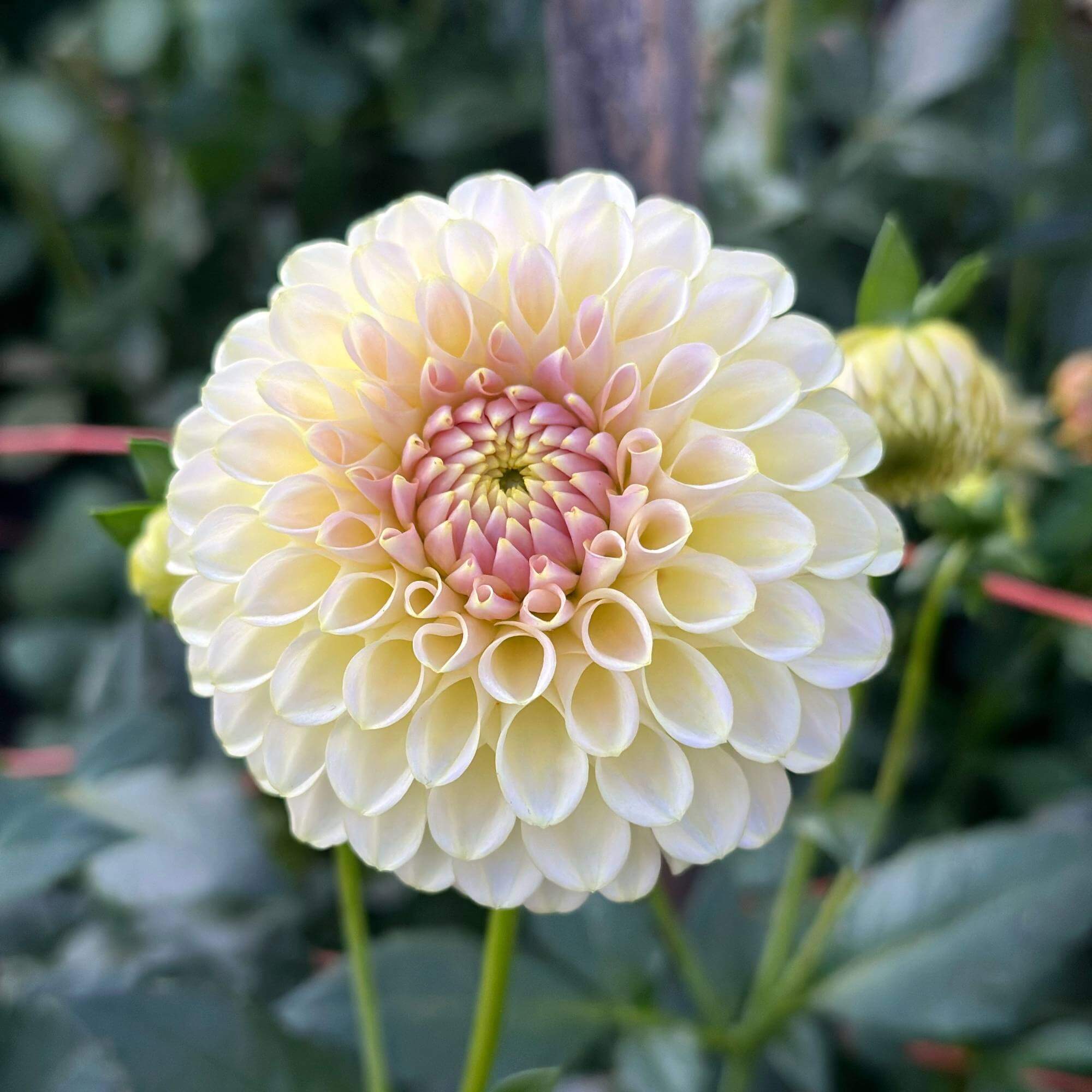 Dahlia