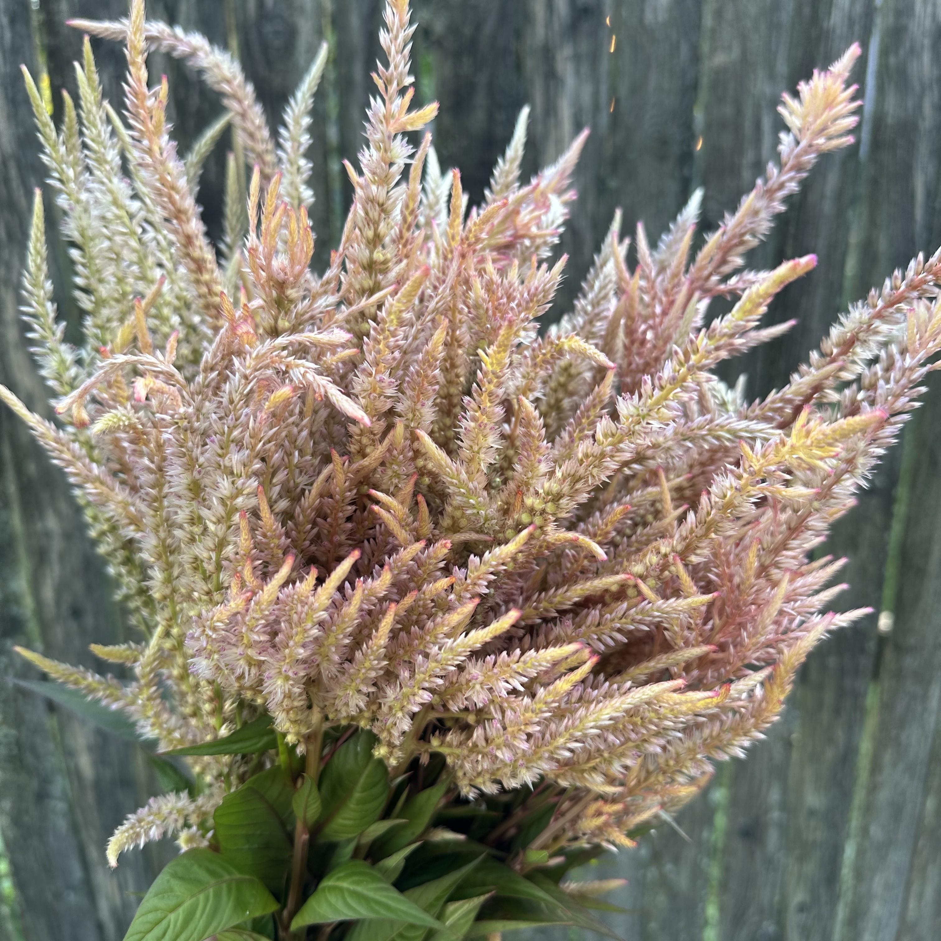 Celosia