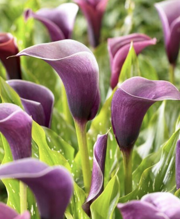 Calla