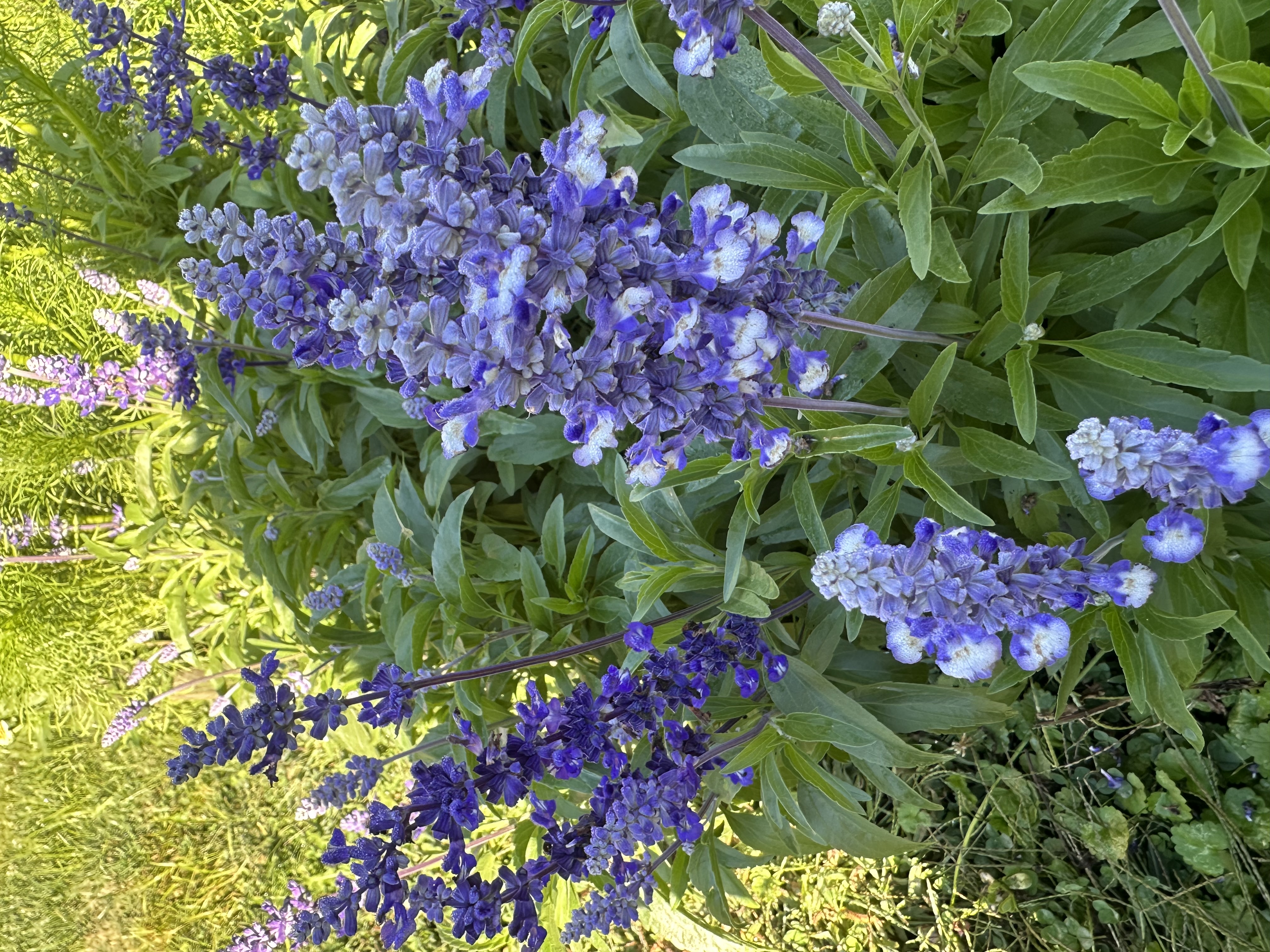 Salvia