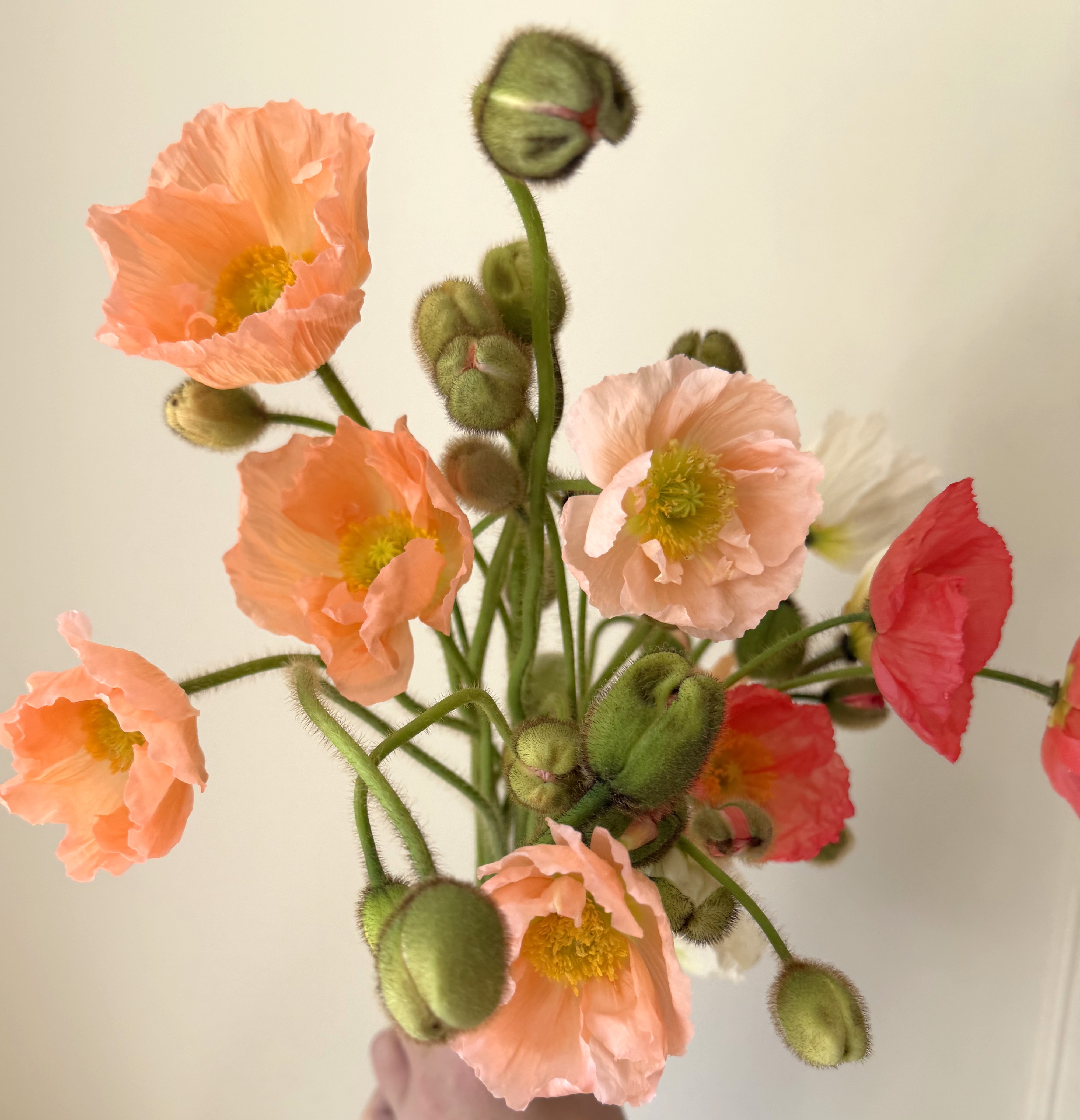 Iceland Poppies