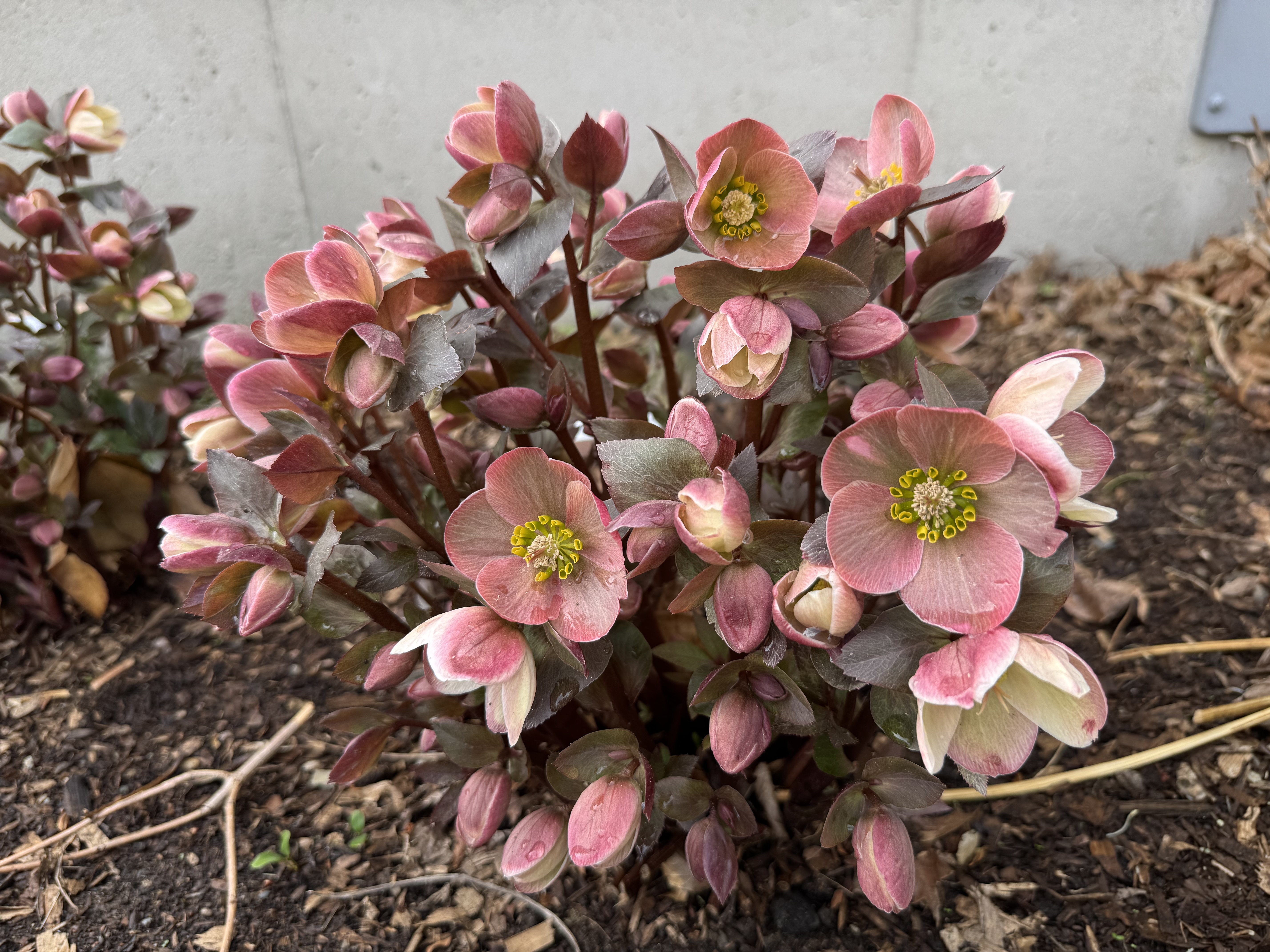 Hellebore