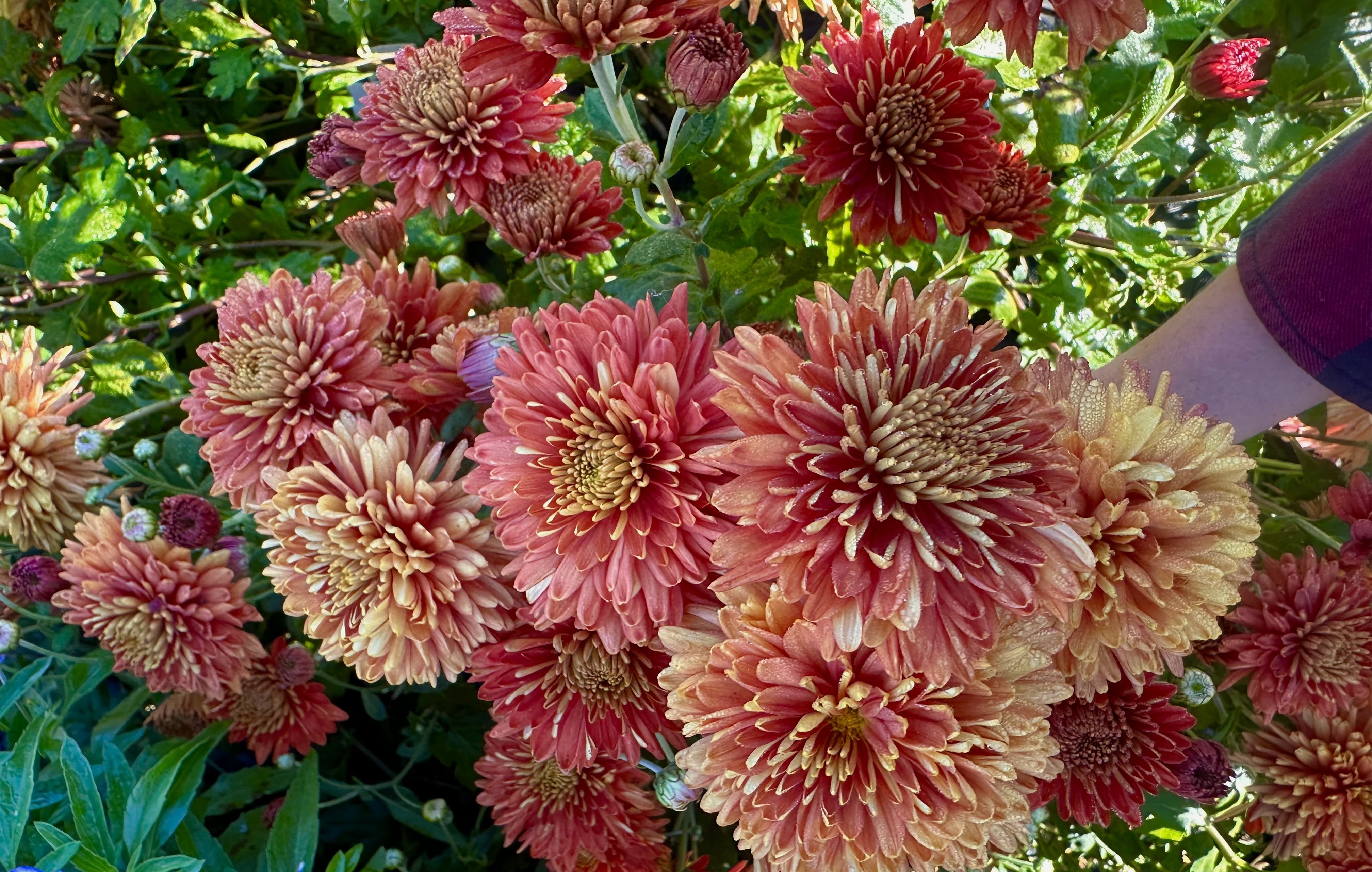 Chrysanthemum