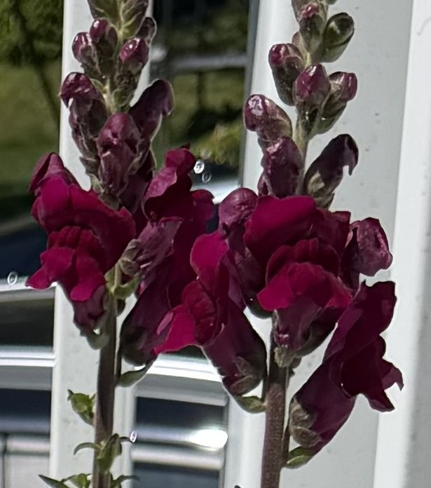 Snapdragon
