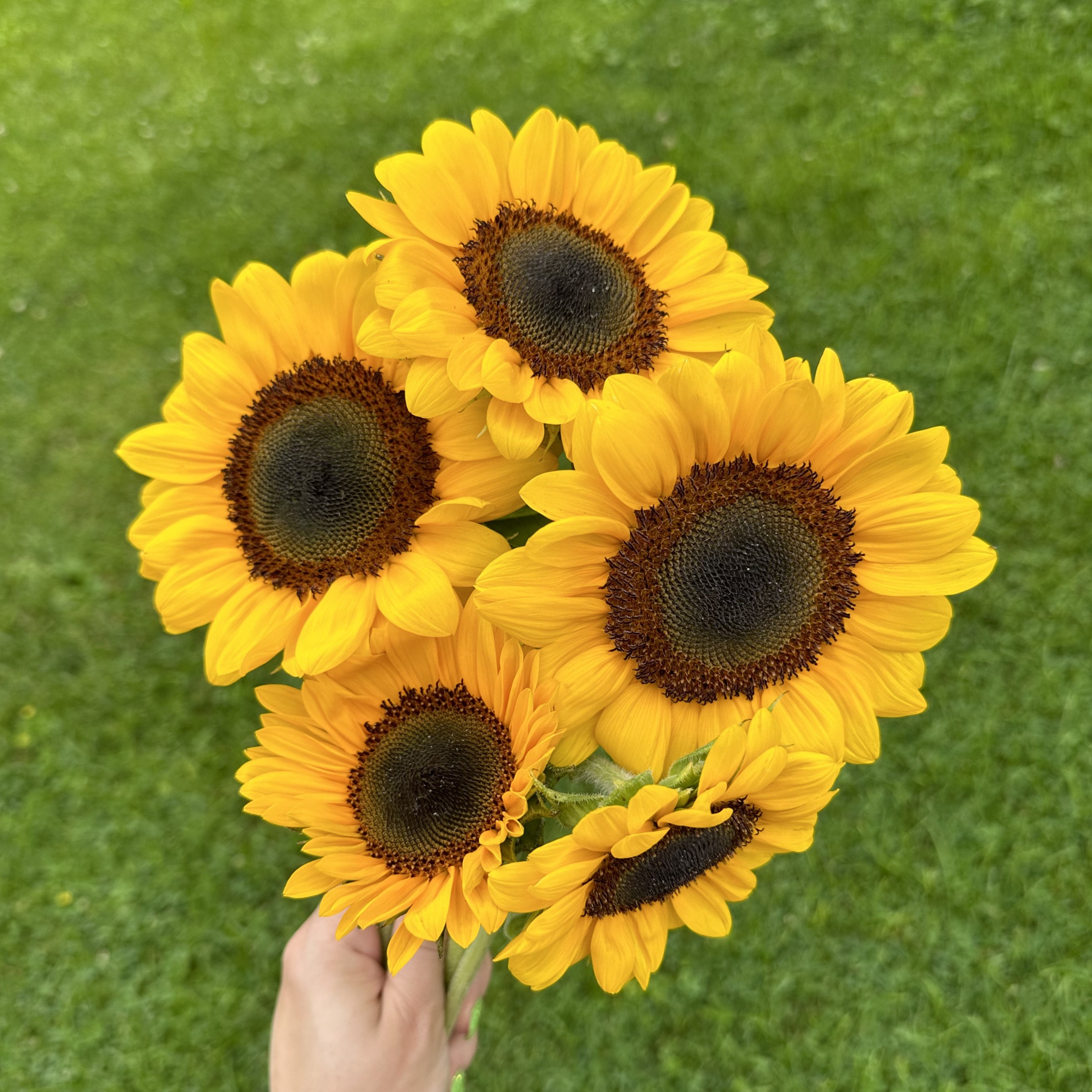 Sunflower - Helianthus annuus
