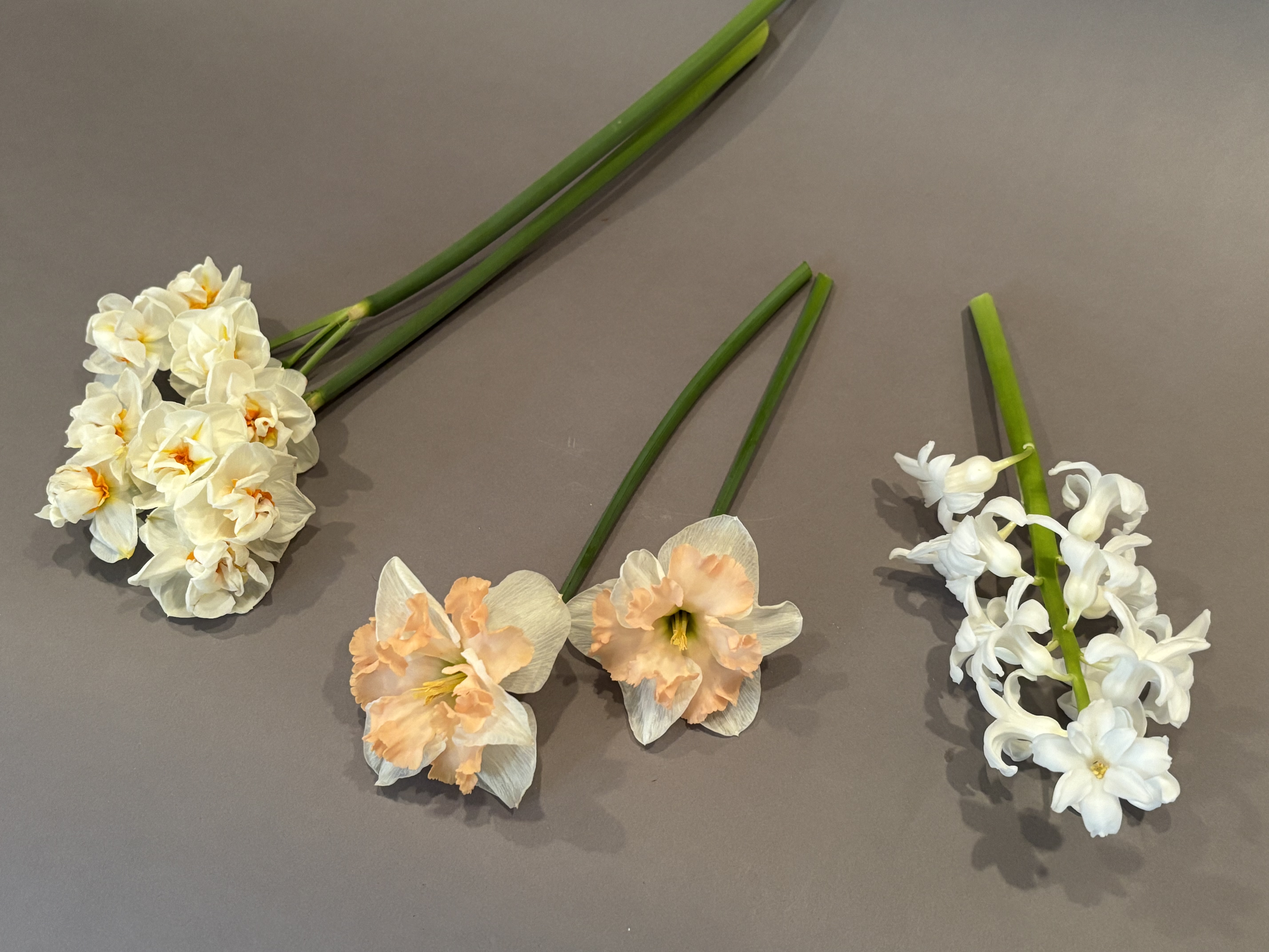 Heriloom Narcissus