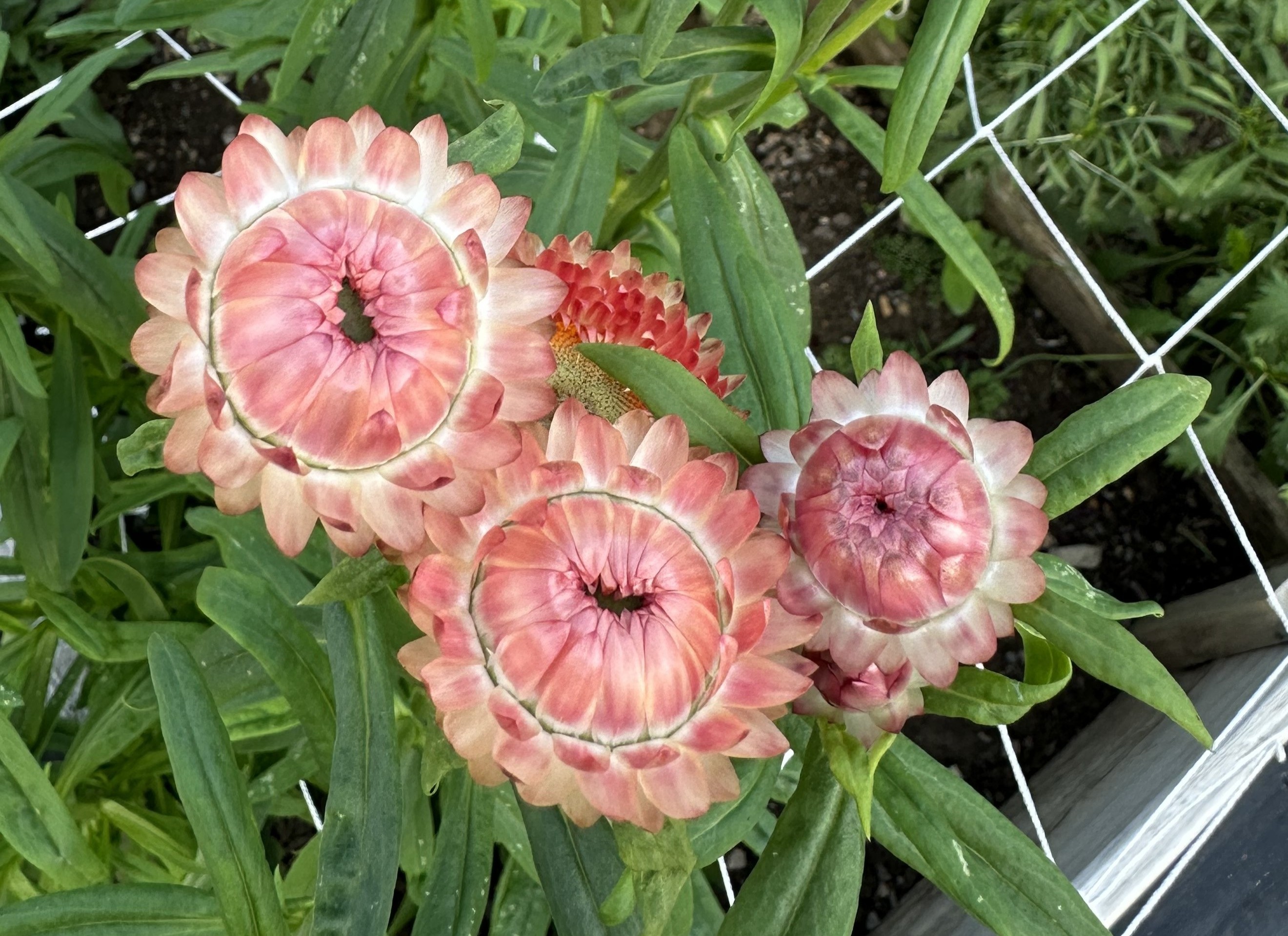Strawflower