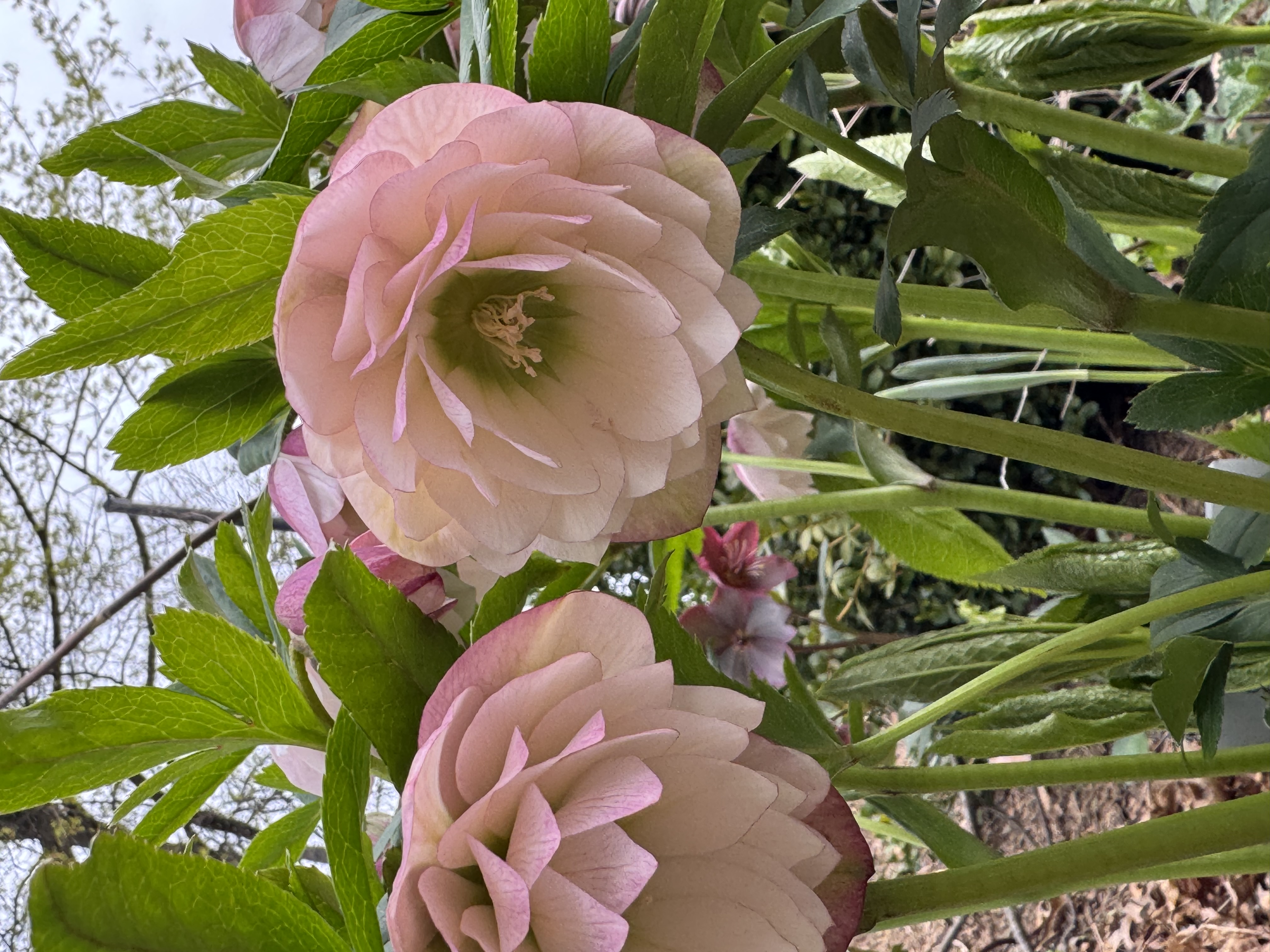 Hellebore