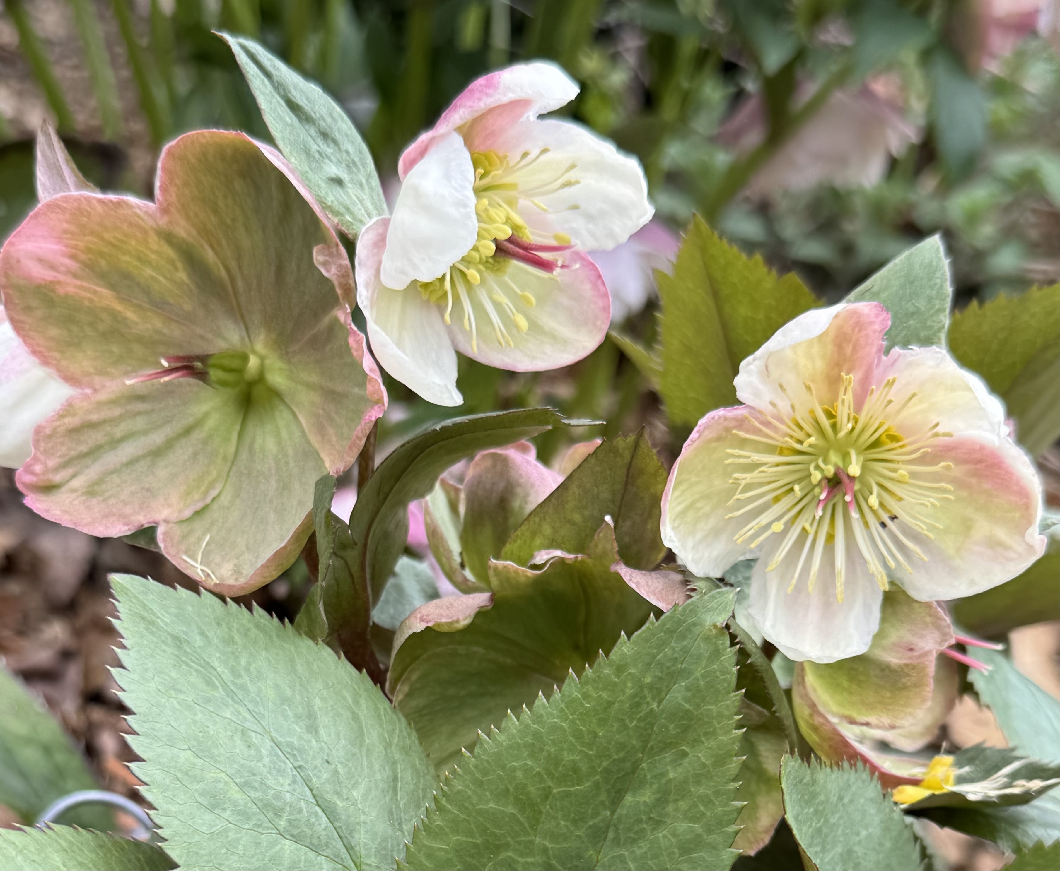 Hellebore