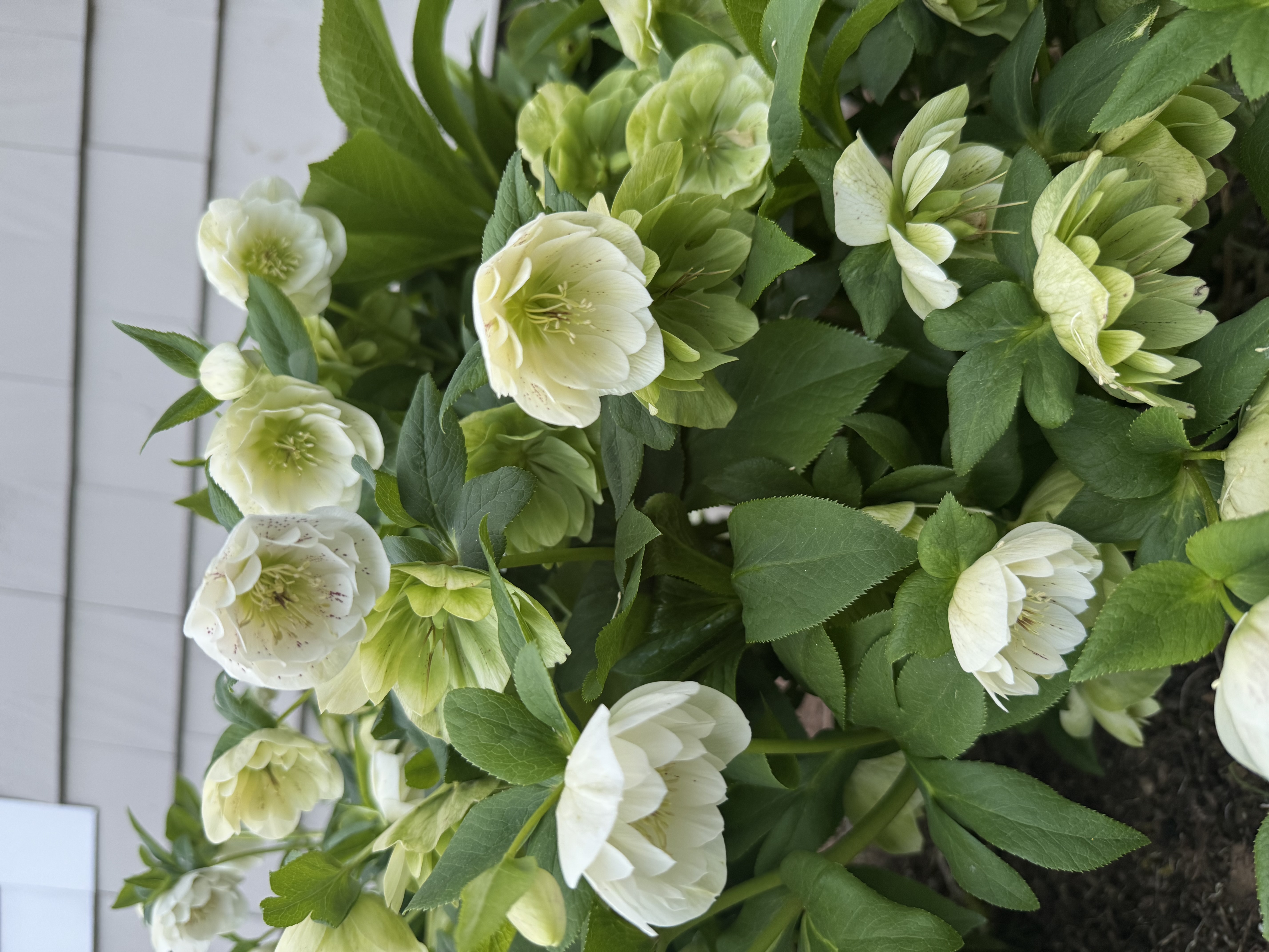 Hellebore