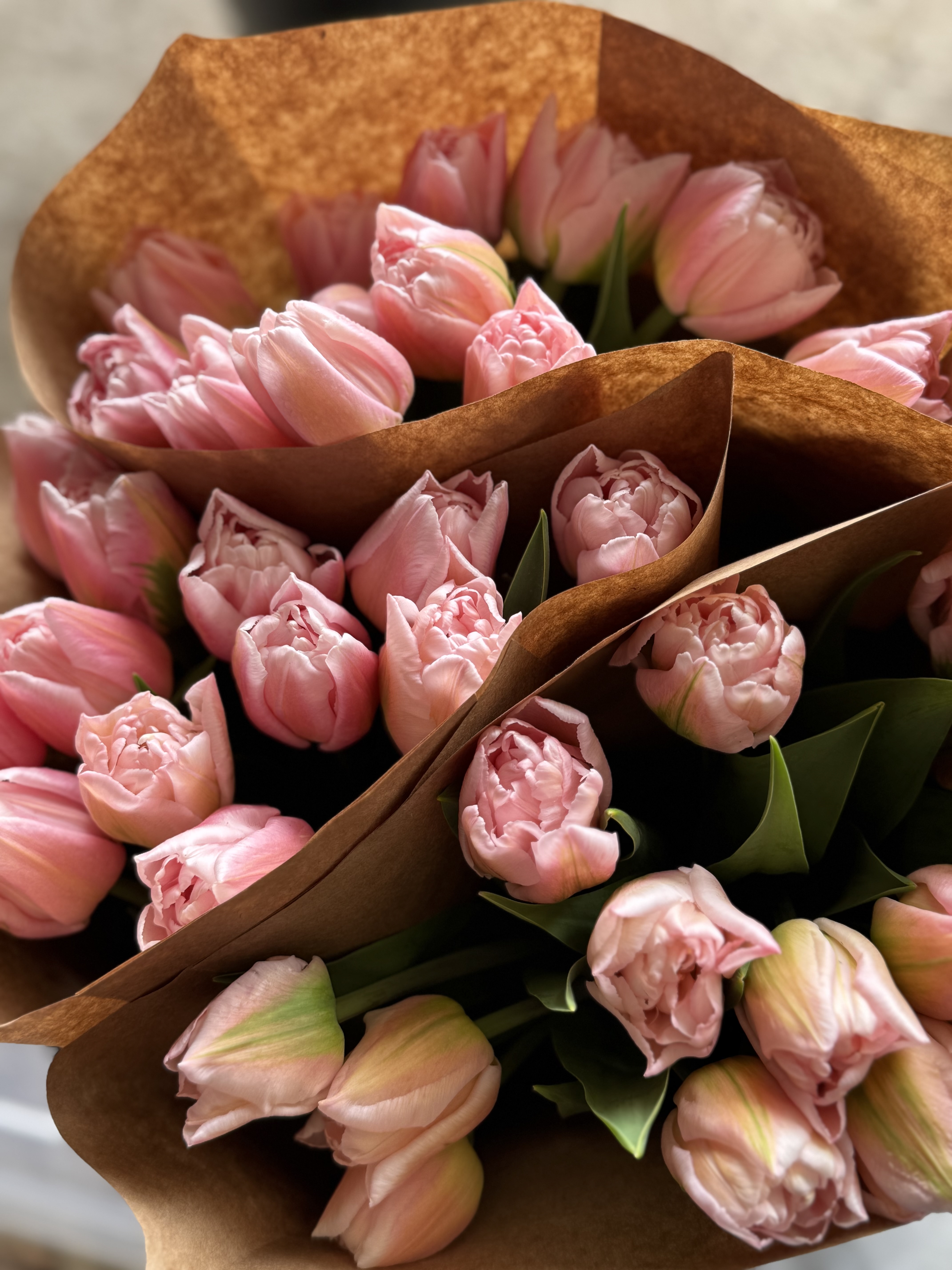 Tulip (Double)