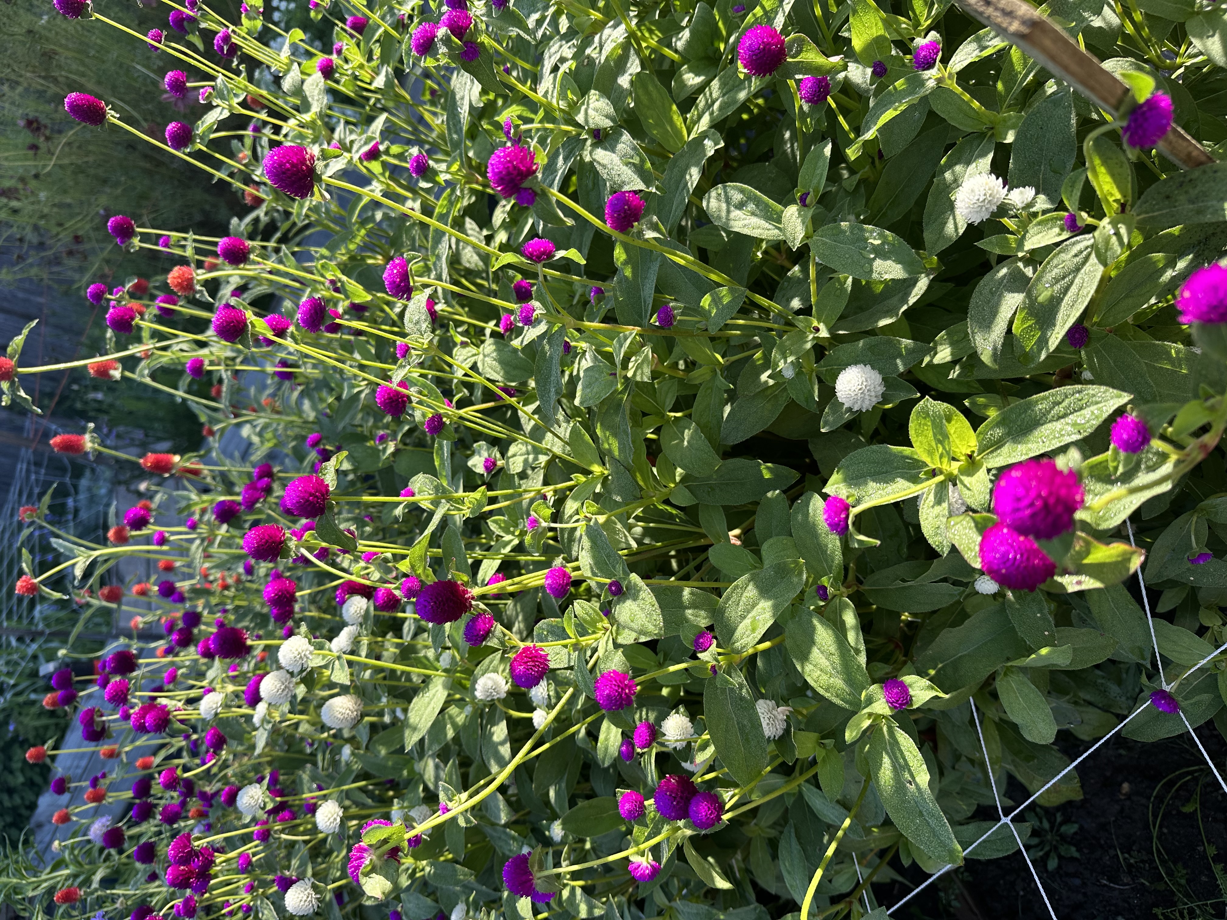 Globe Amaranth