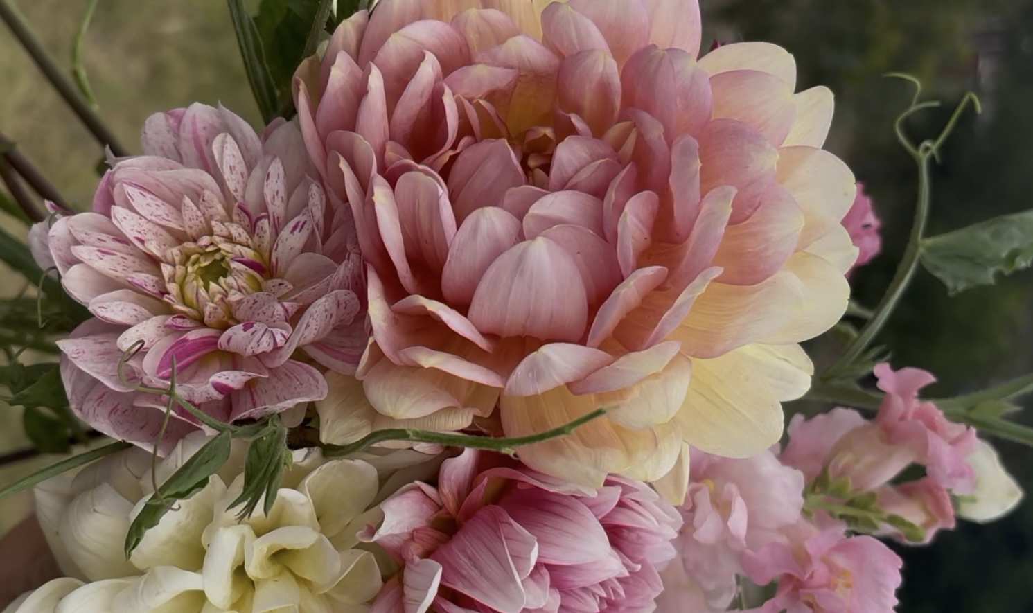 Dahlia