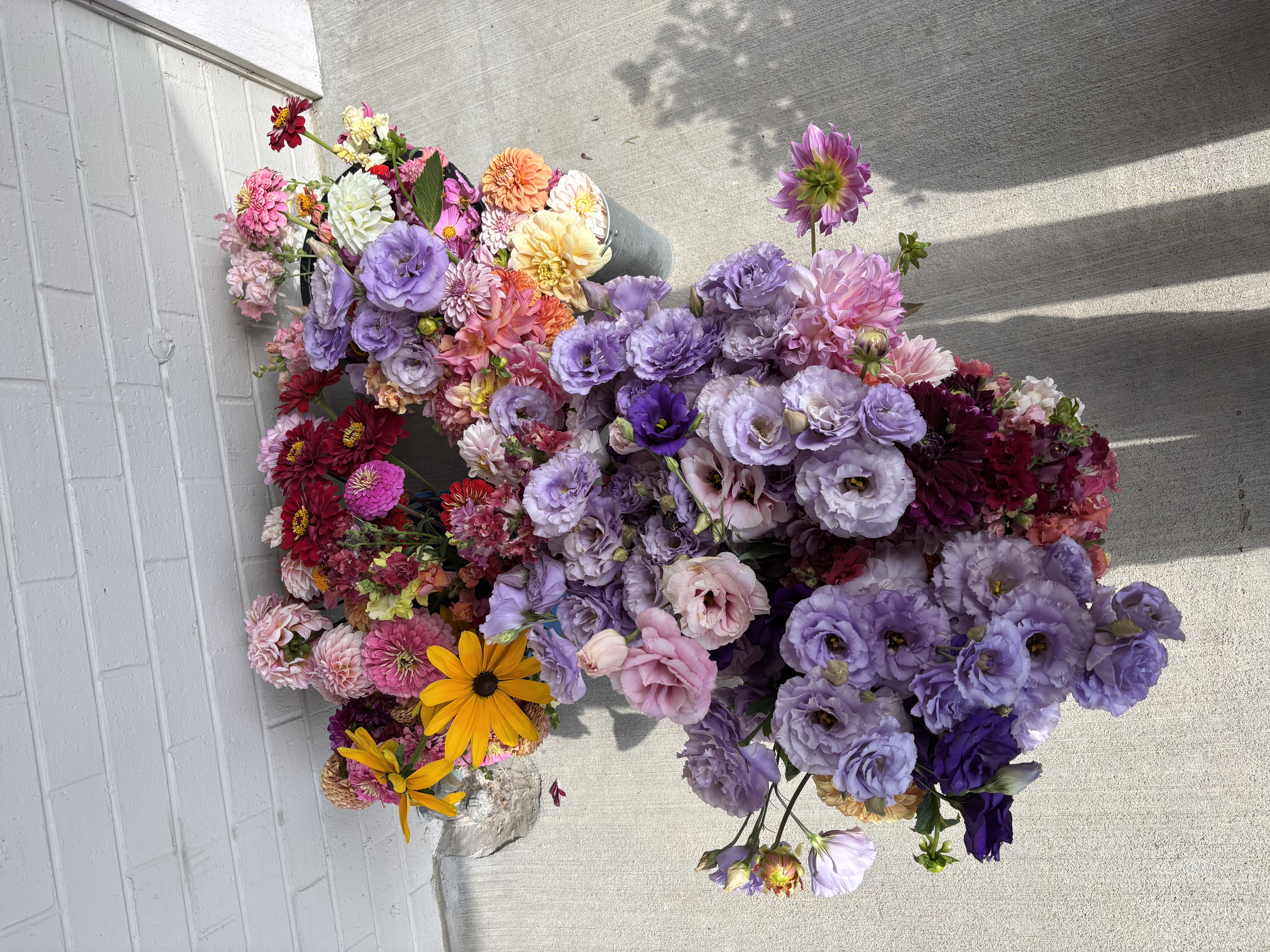 Lavender Lisianthus