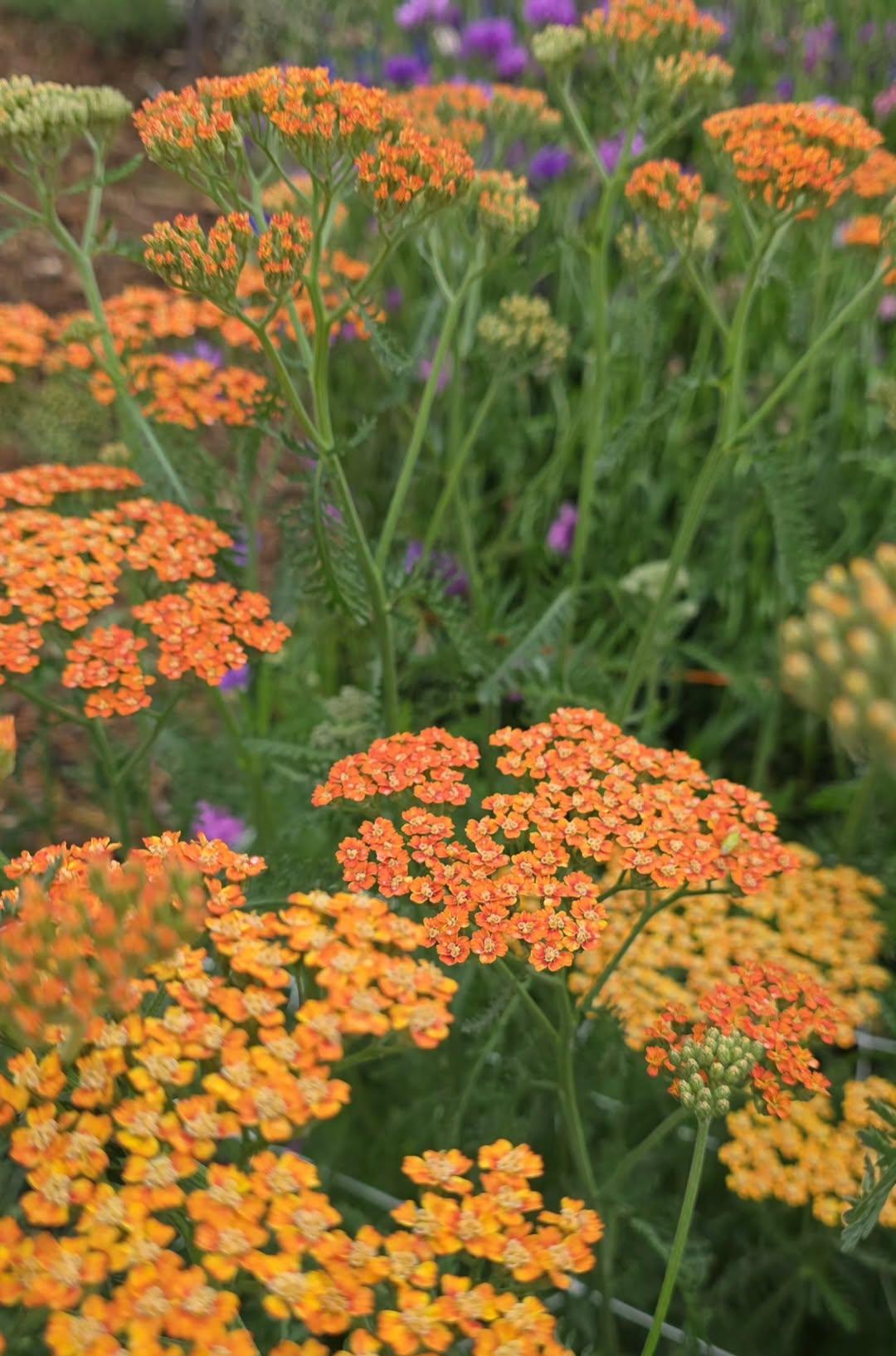 Yarrow