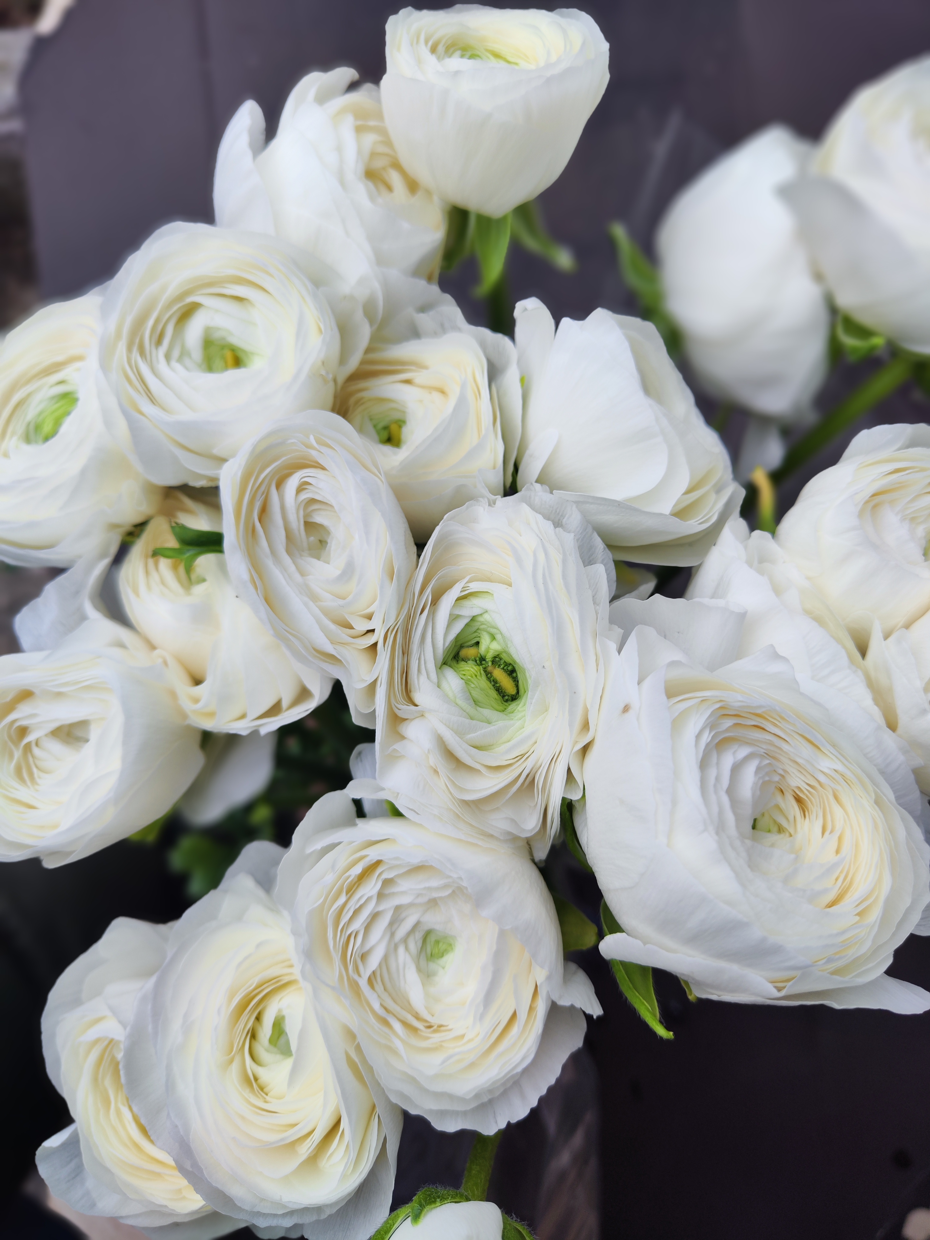 Ranunculus Elegance