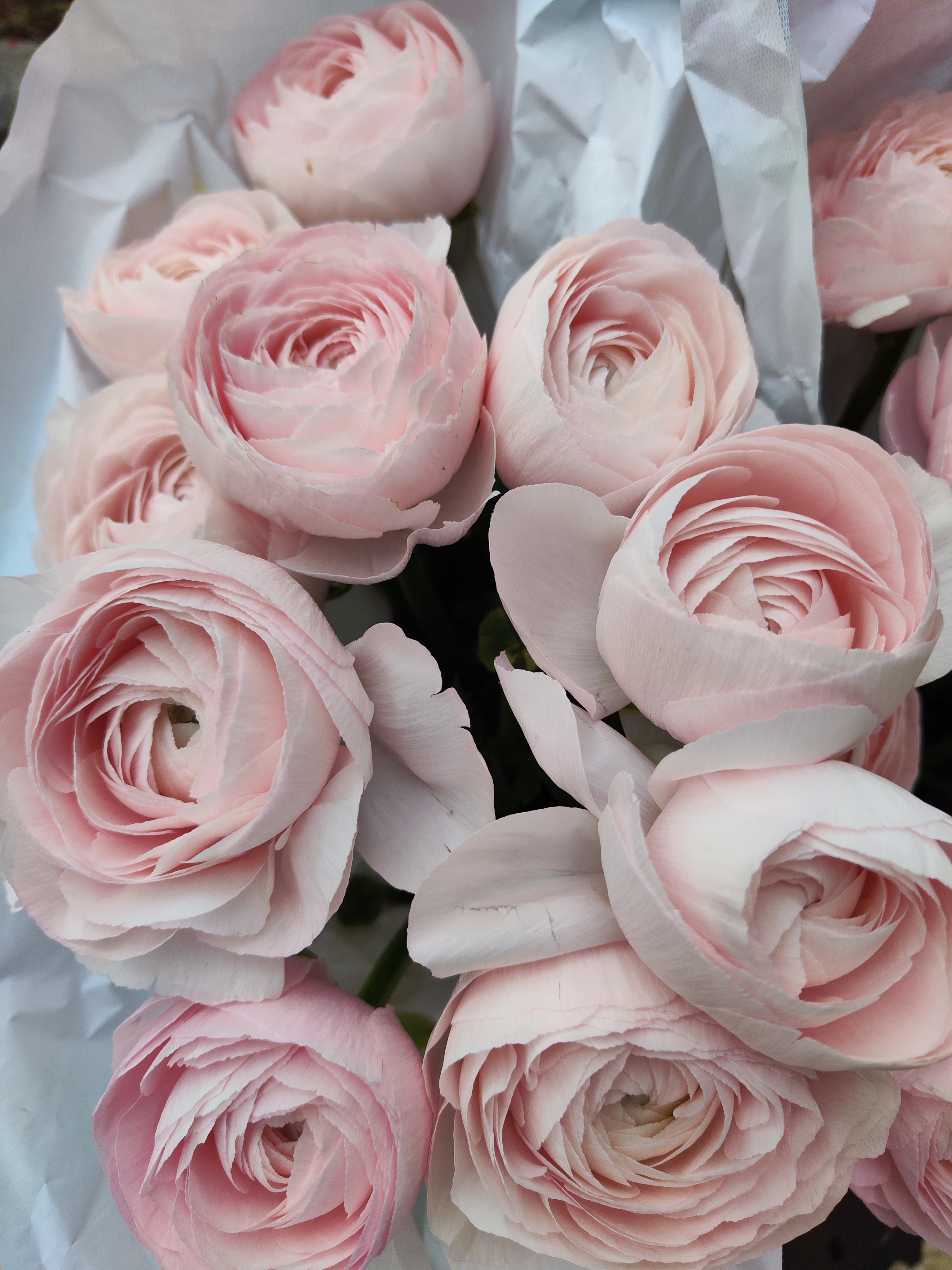 Ranunculus Success