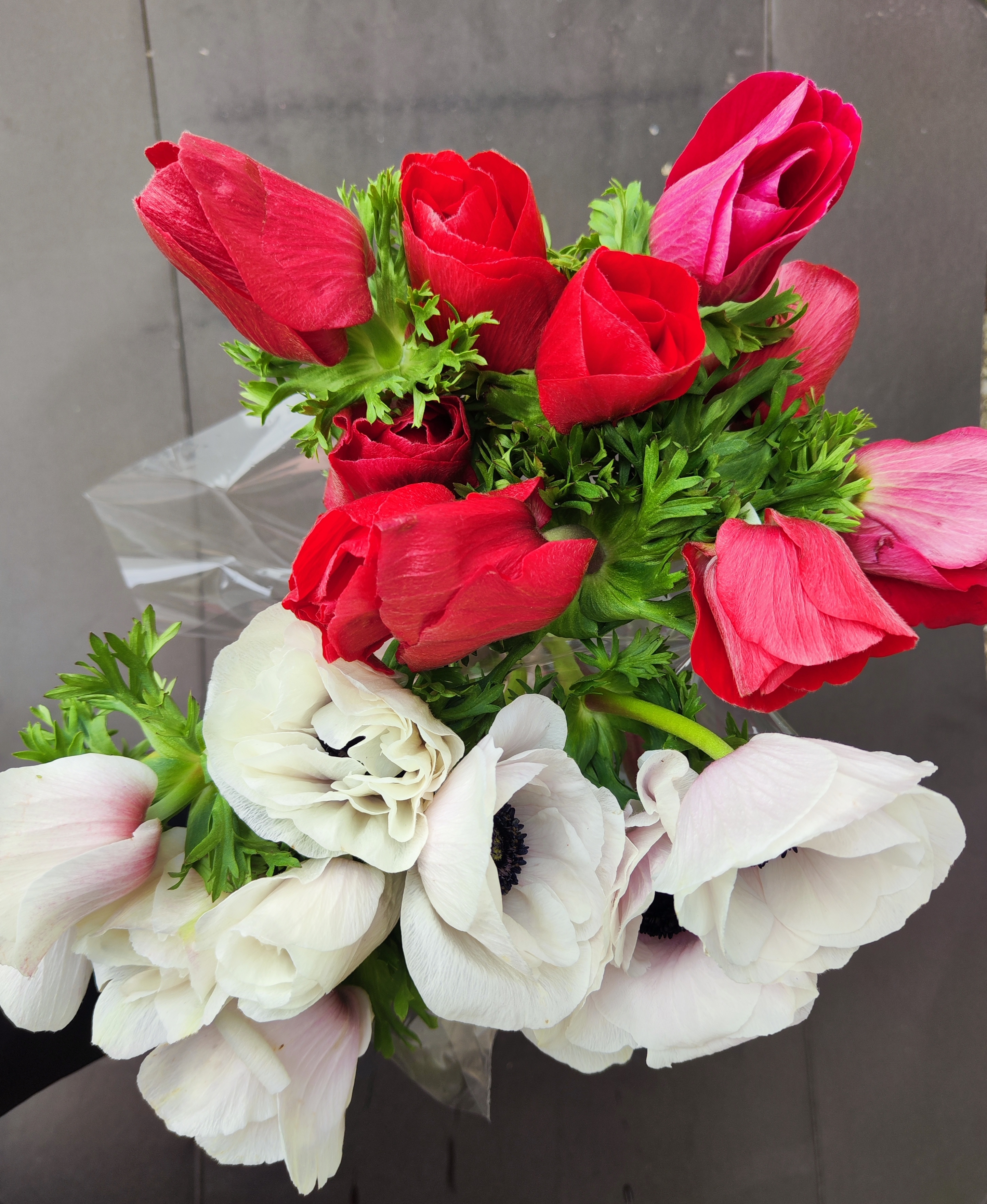 Anemone Mistral Plus