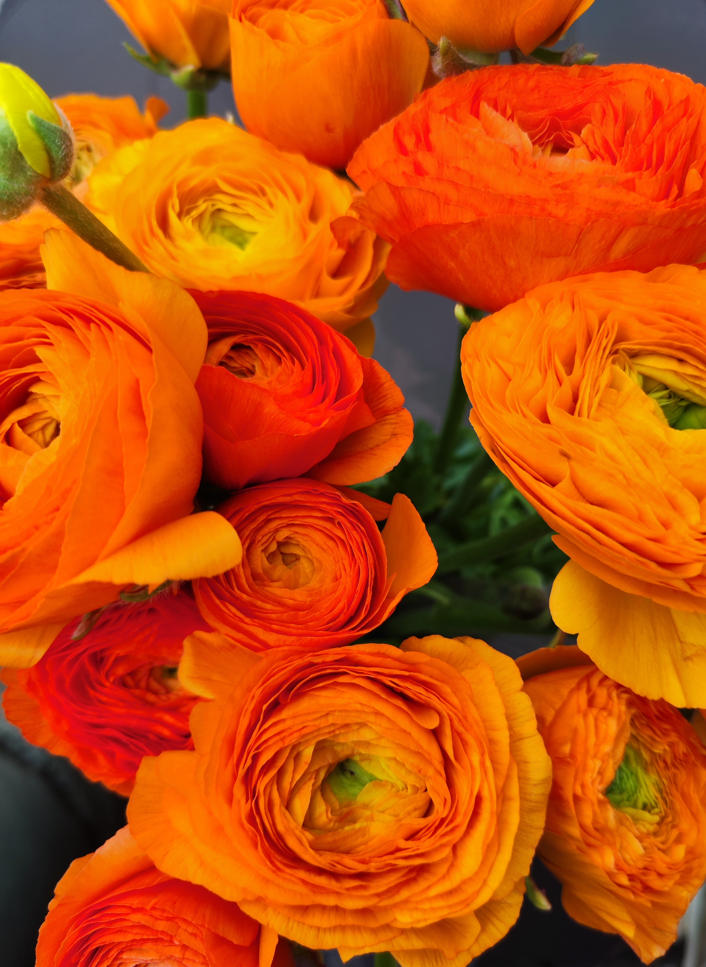 Ranunculus Elegance