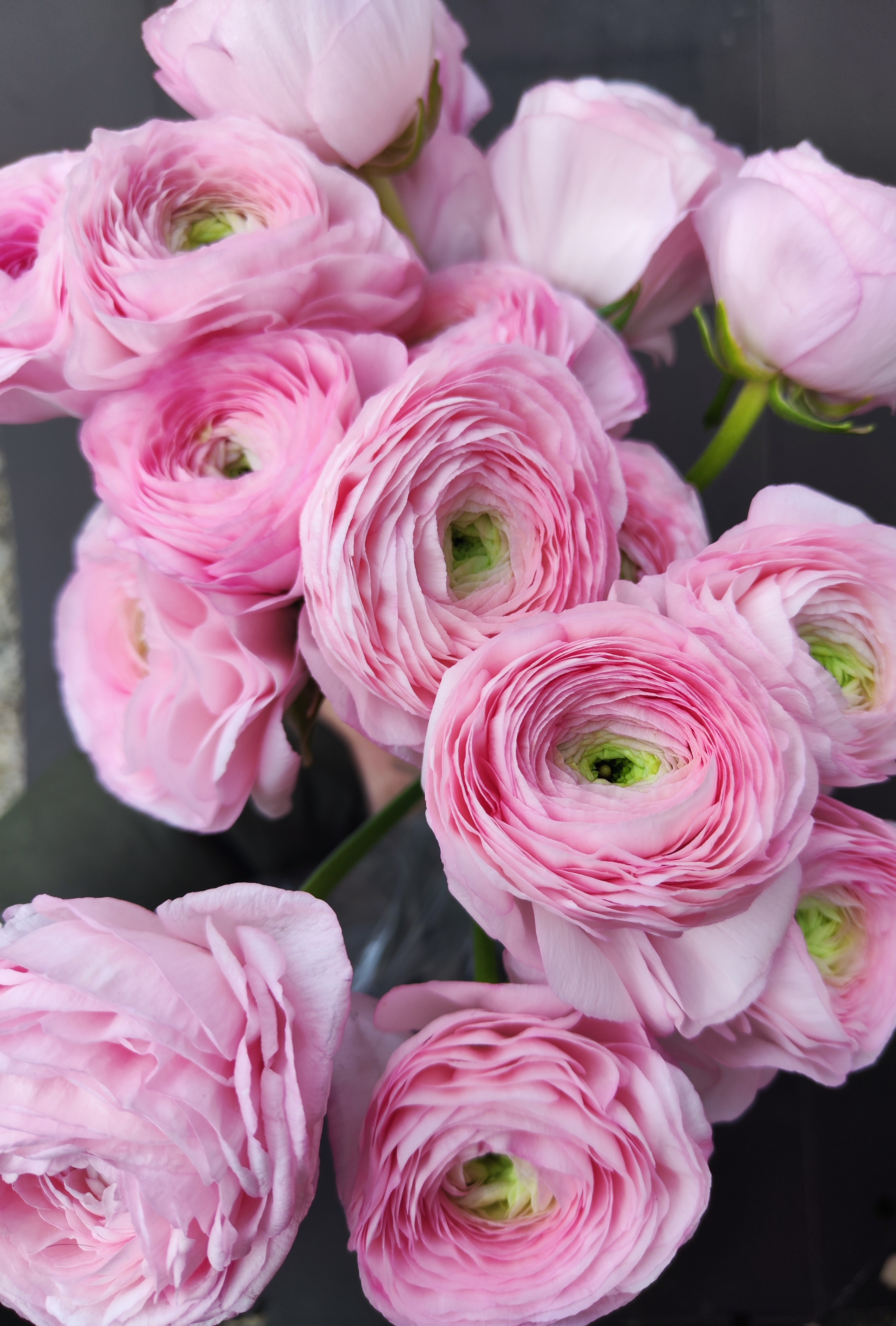 Ranunculus Success