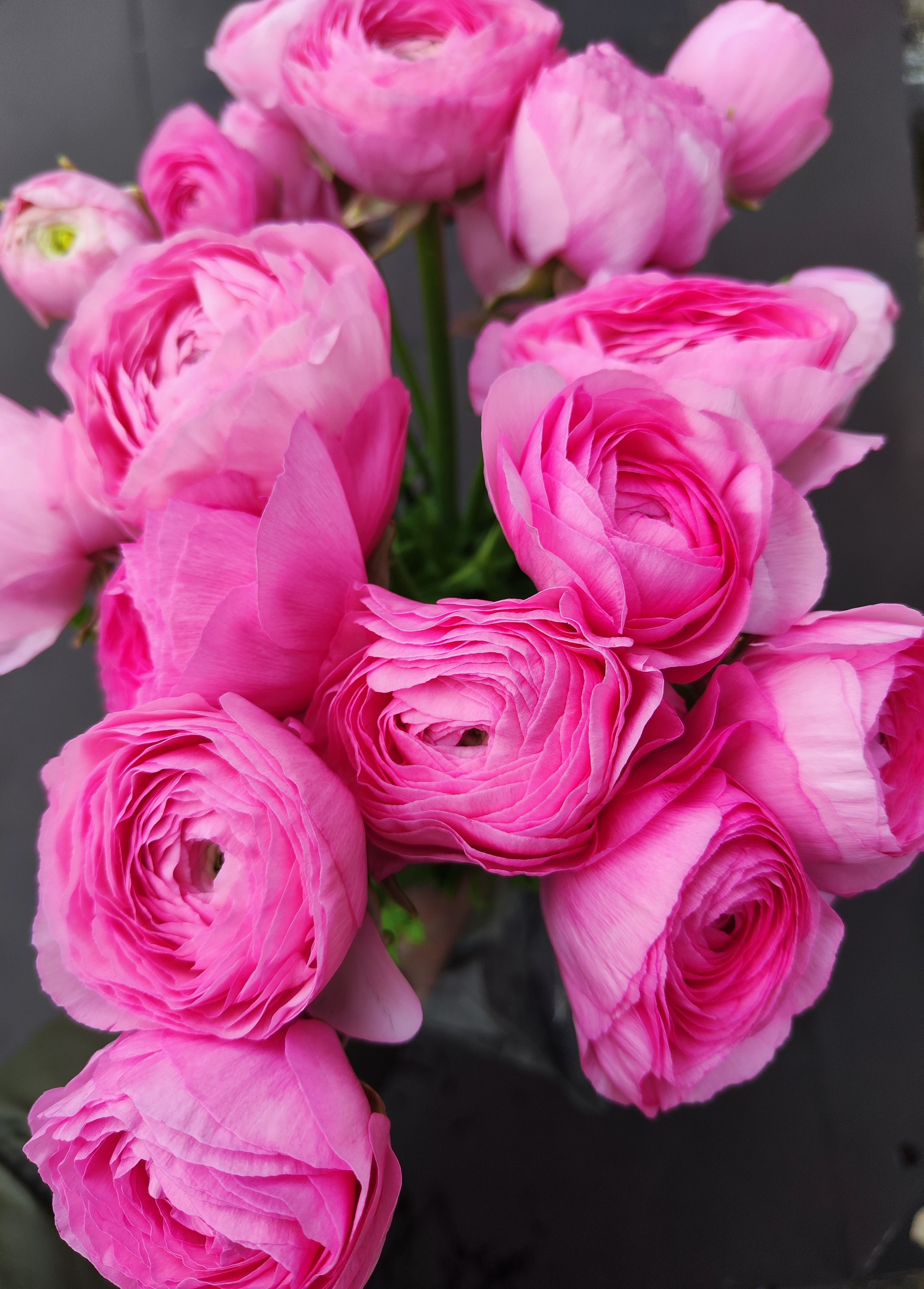 Ranunculus Elegance 
