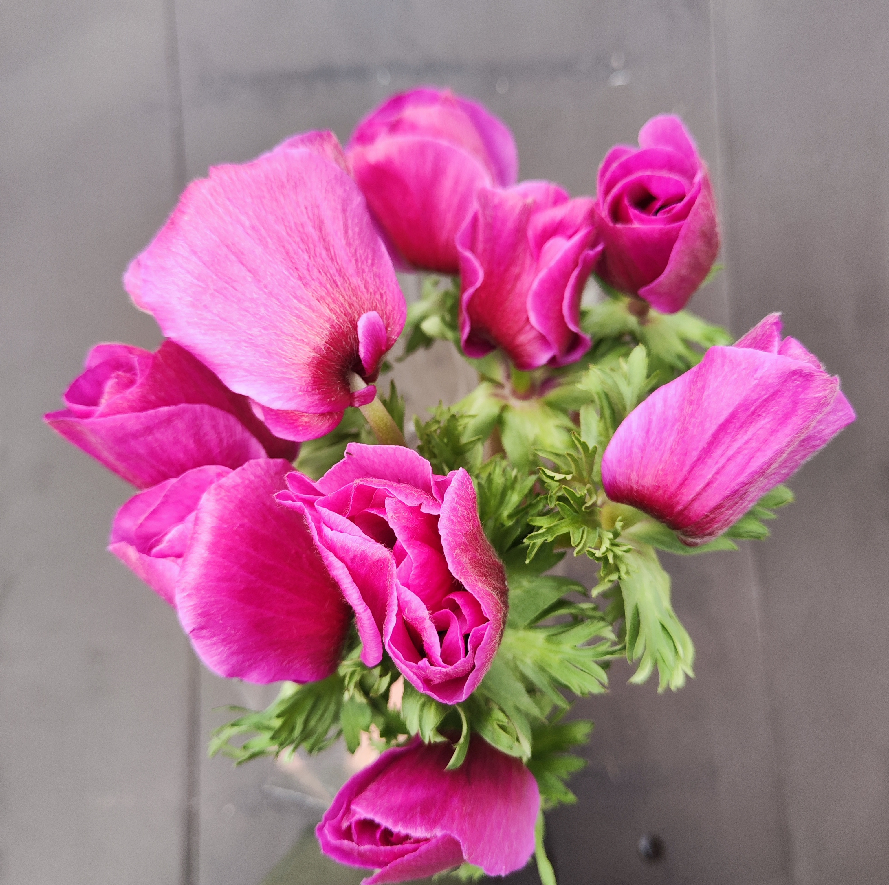 Anemone Mistral Plus