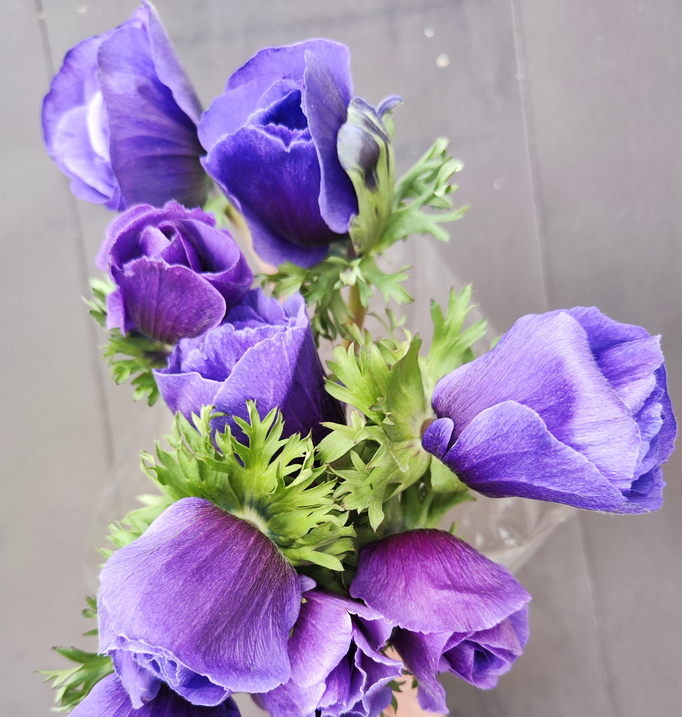 Anemone Scirocco