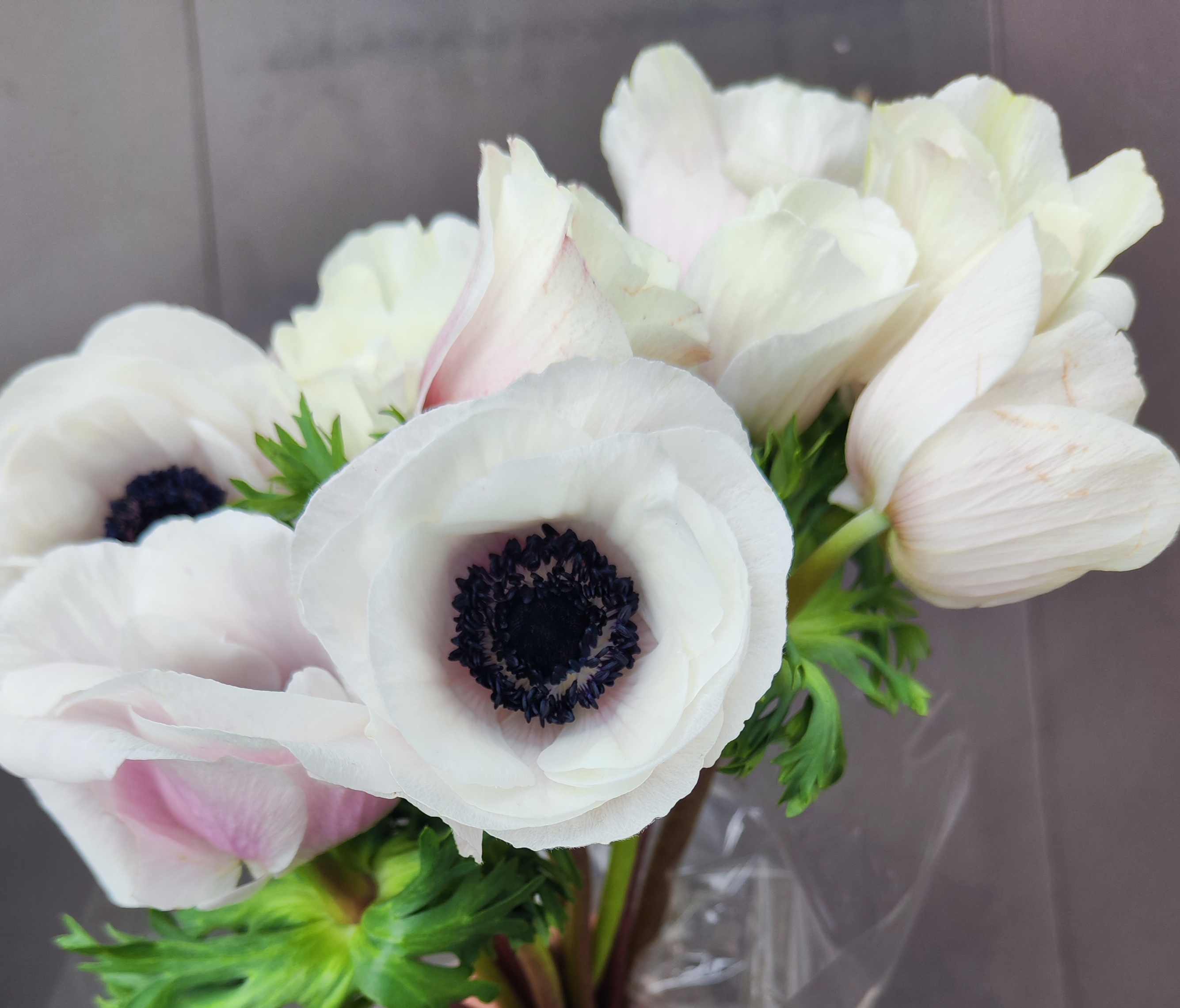 Anemone Mistral Plus 