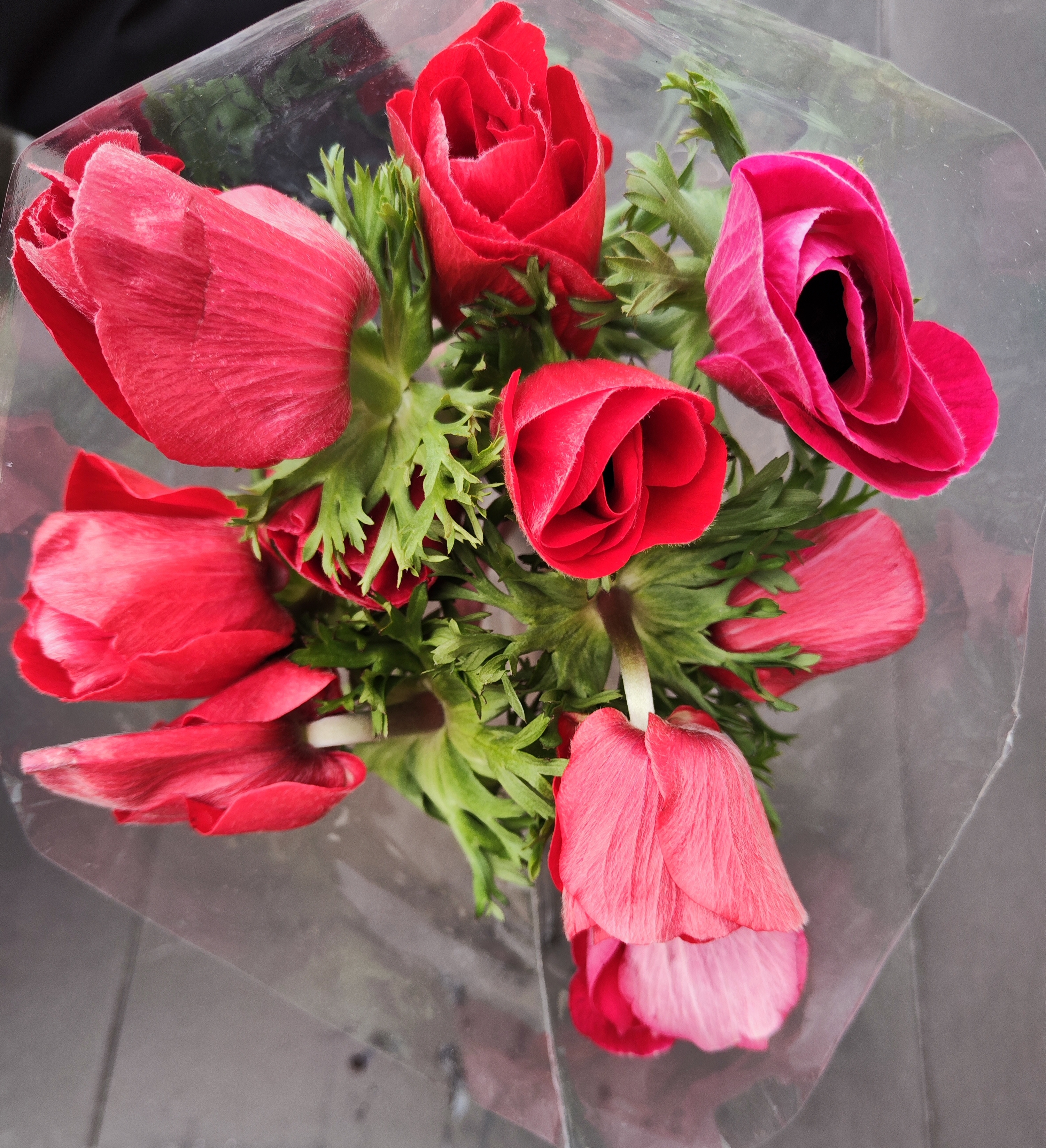 Anemone Scirocco