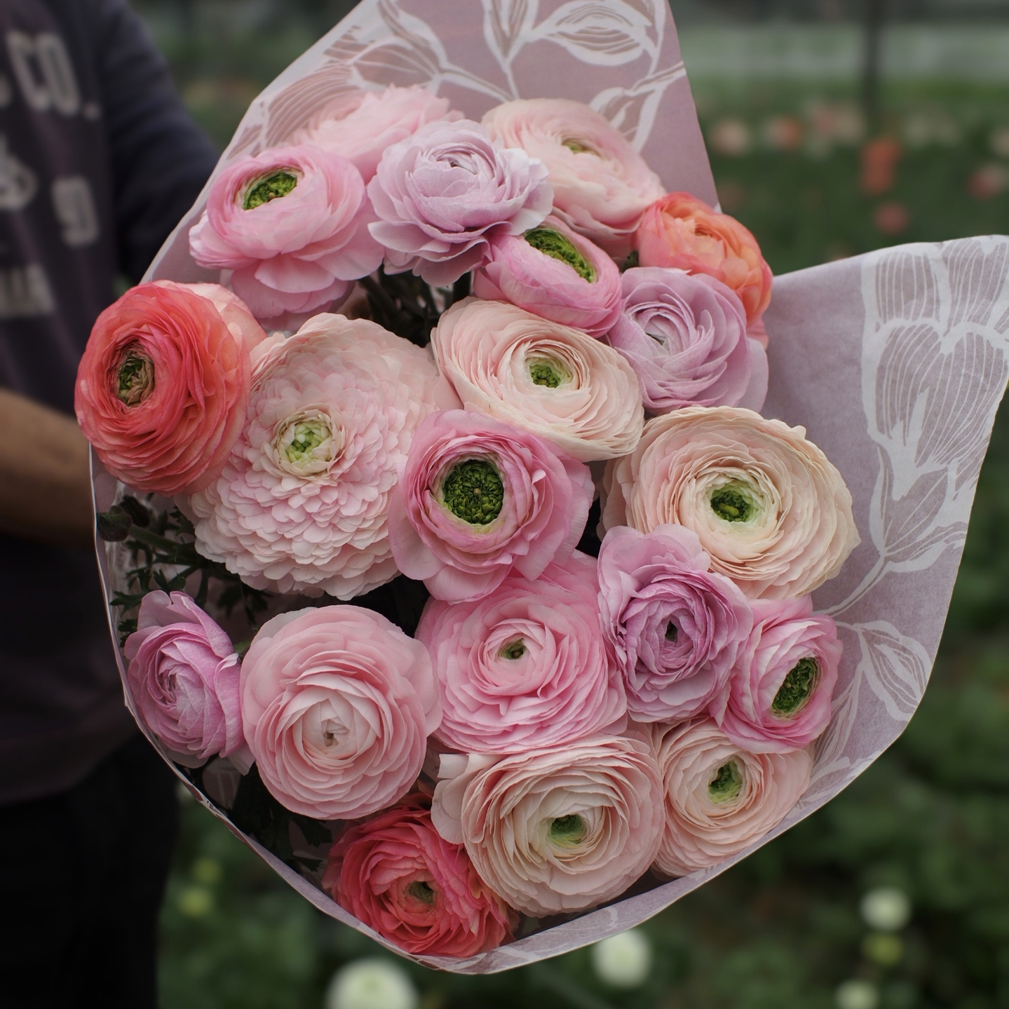 Ranunculus Success