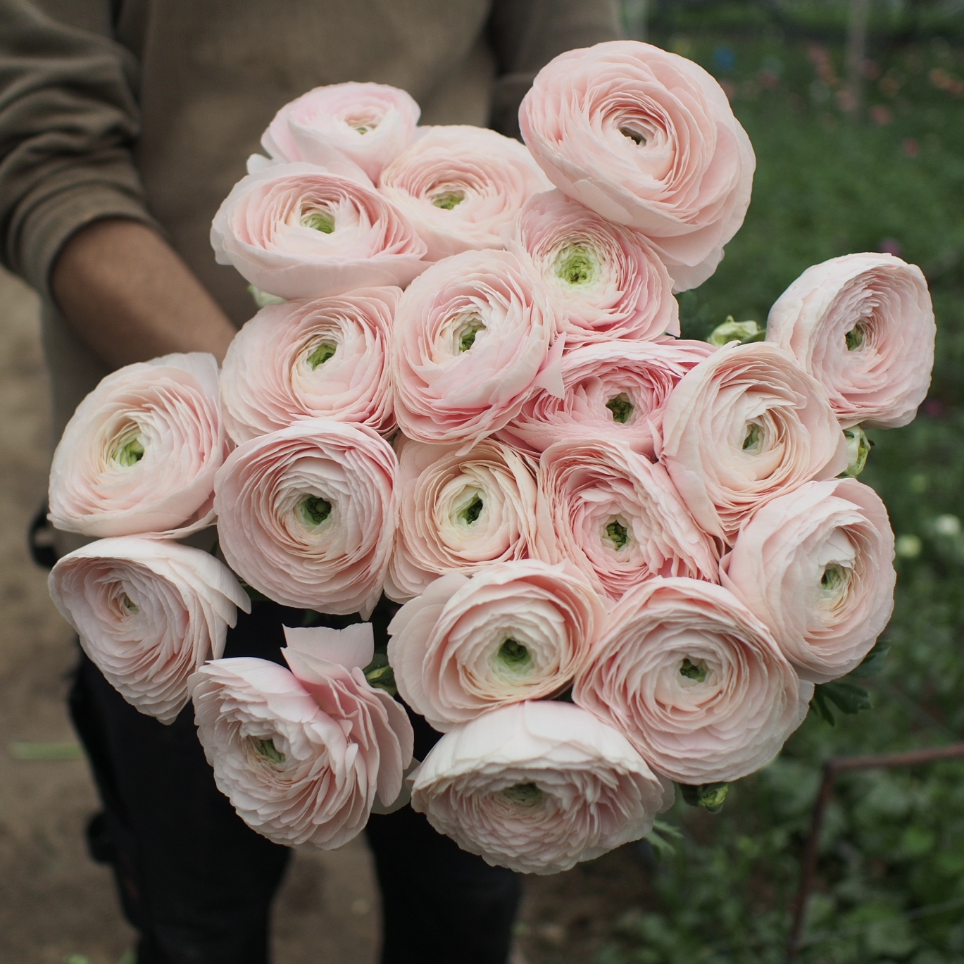 Ranunculus Success