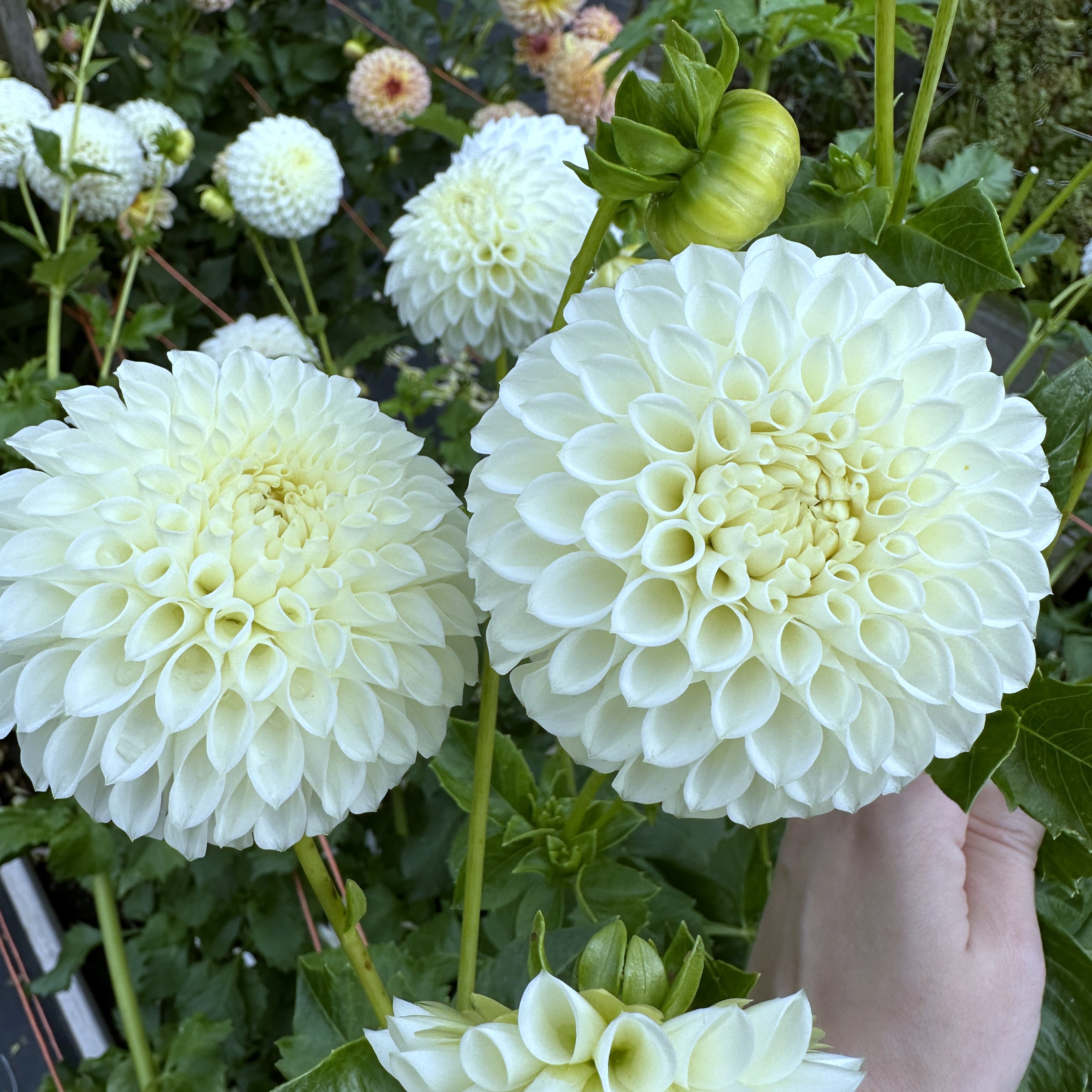 Dahlia