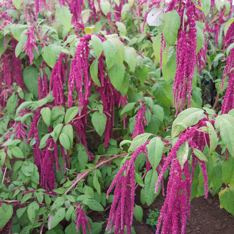 Red amaranthus 