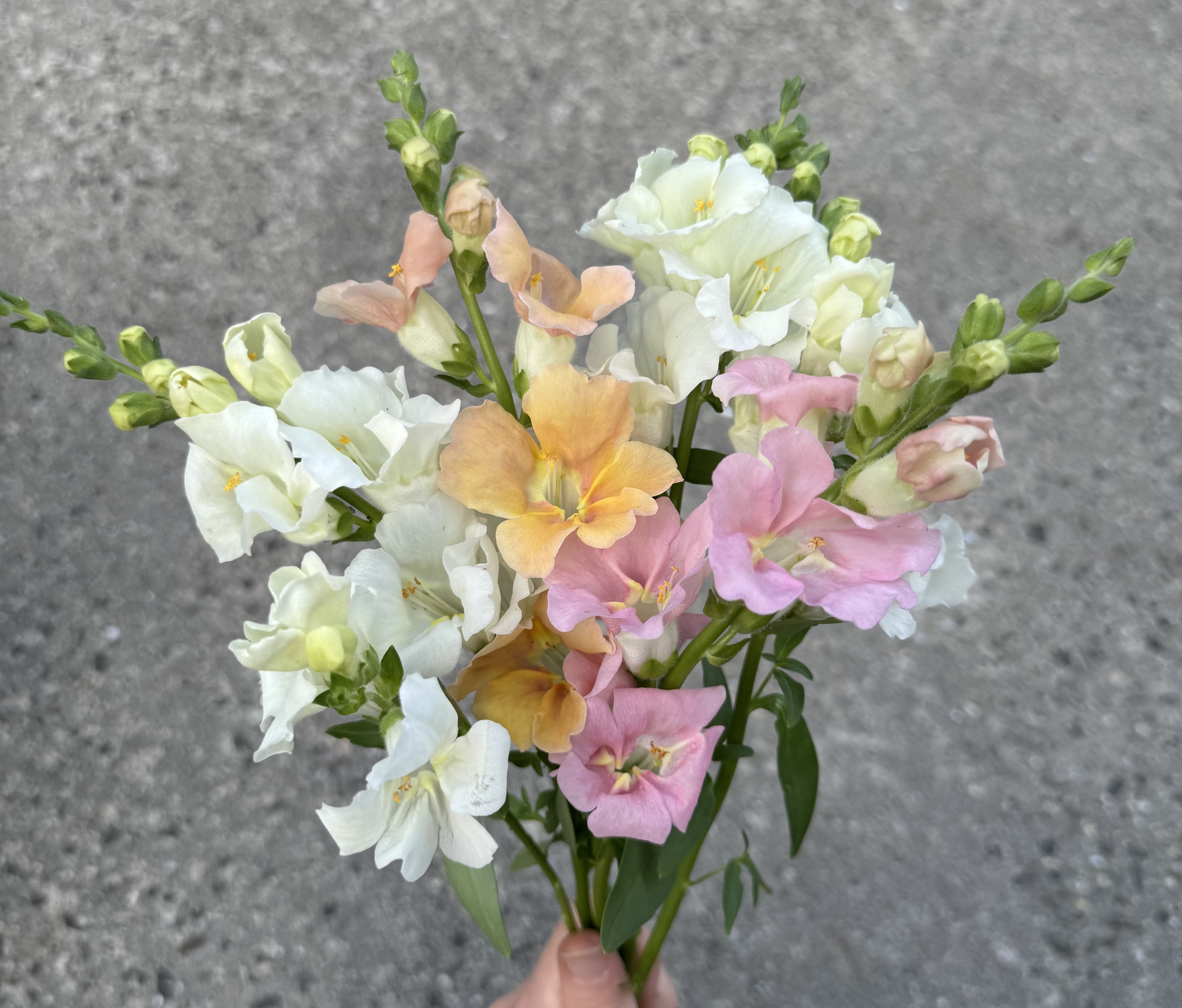 Snapdragon