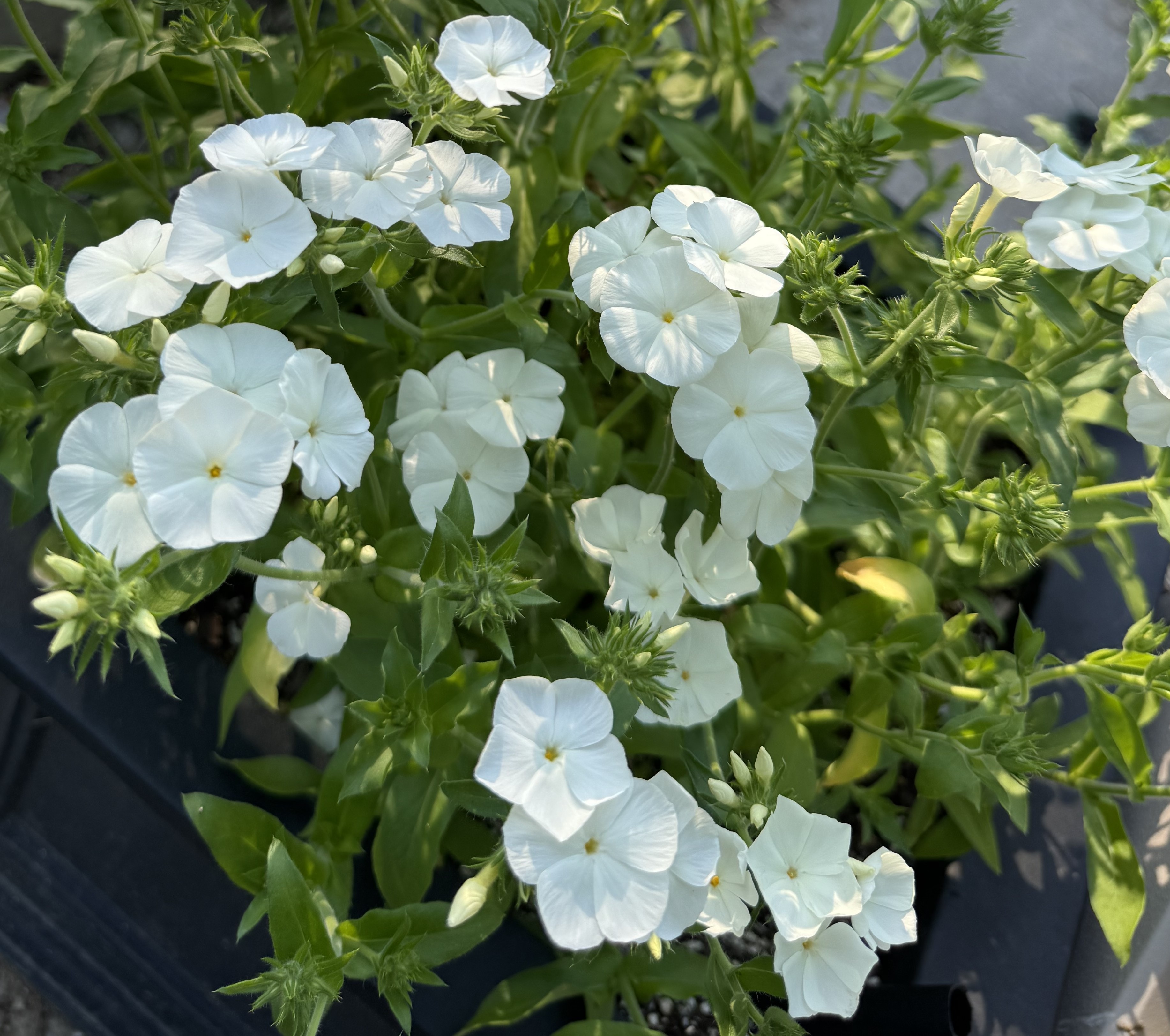 Phlox (Annual)