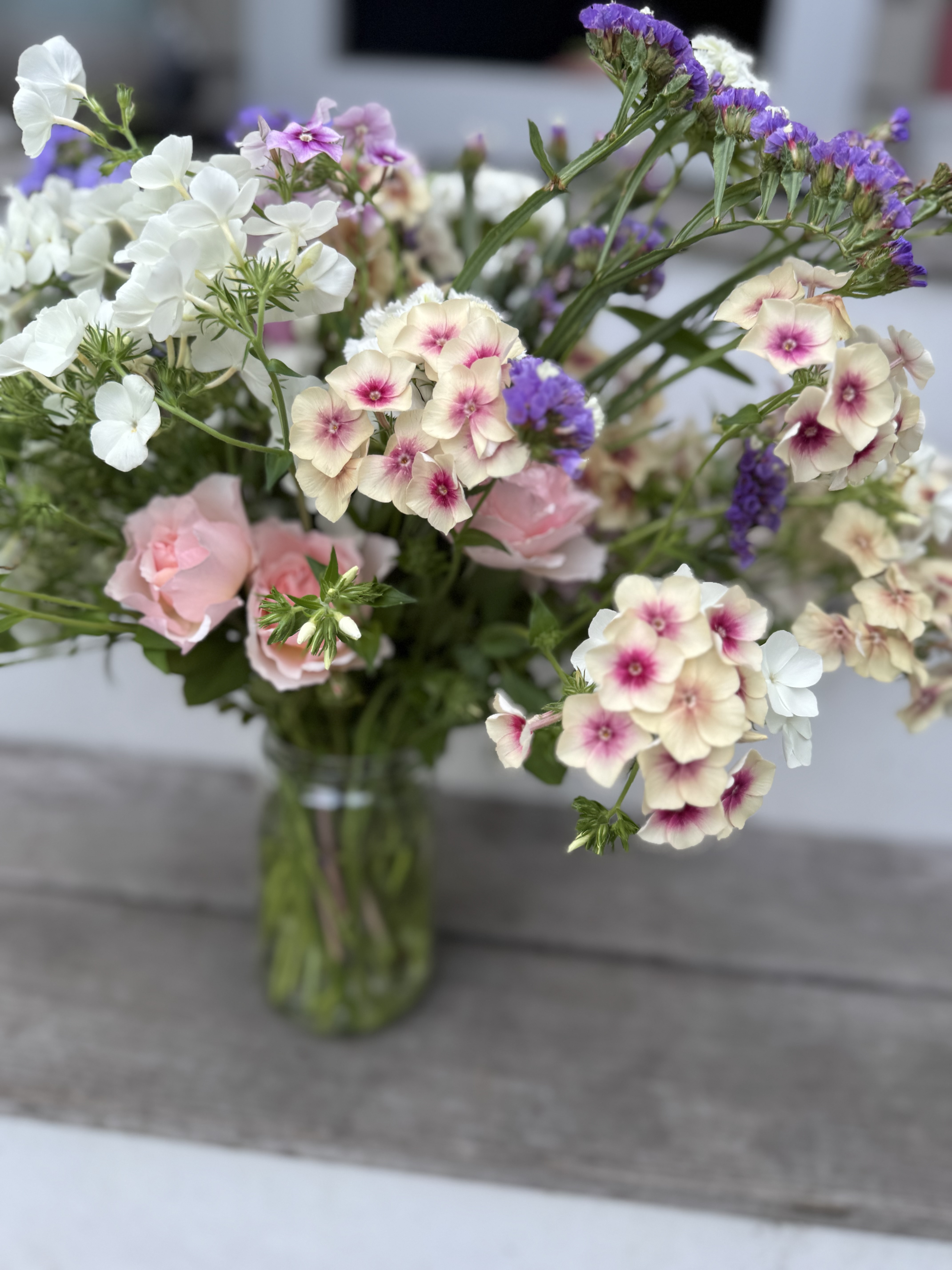 Phlox (Annual)