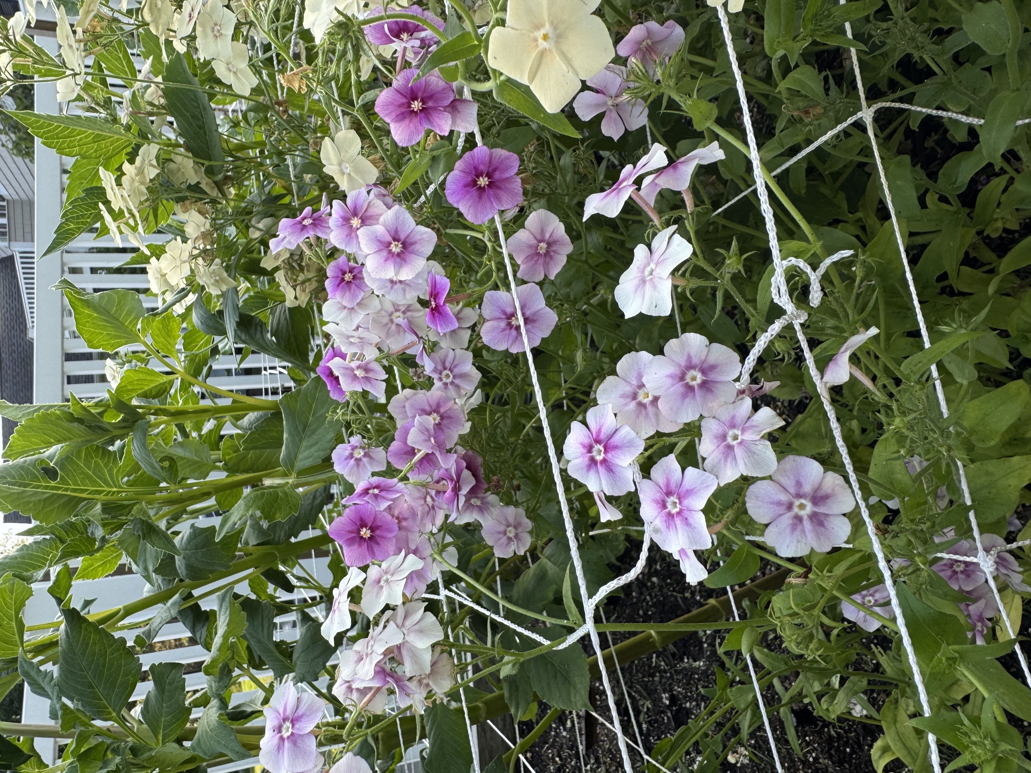 Phlox (Annual)