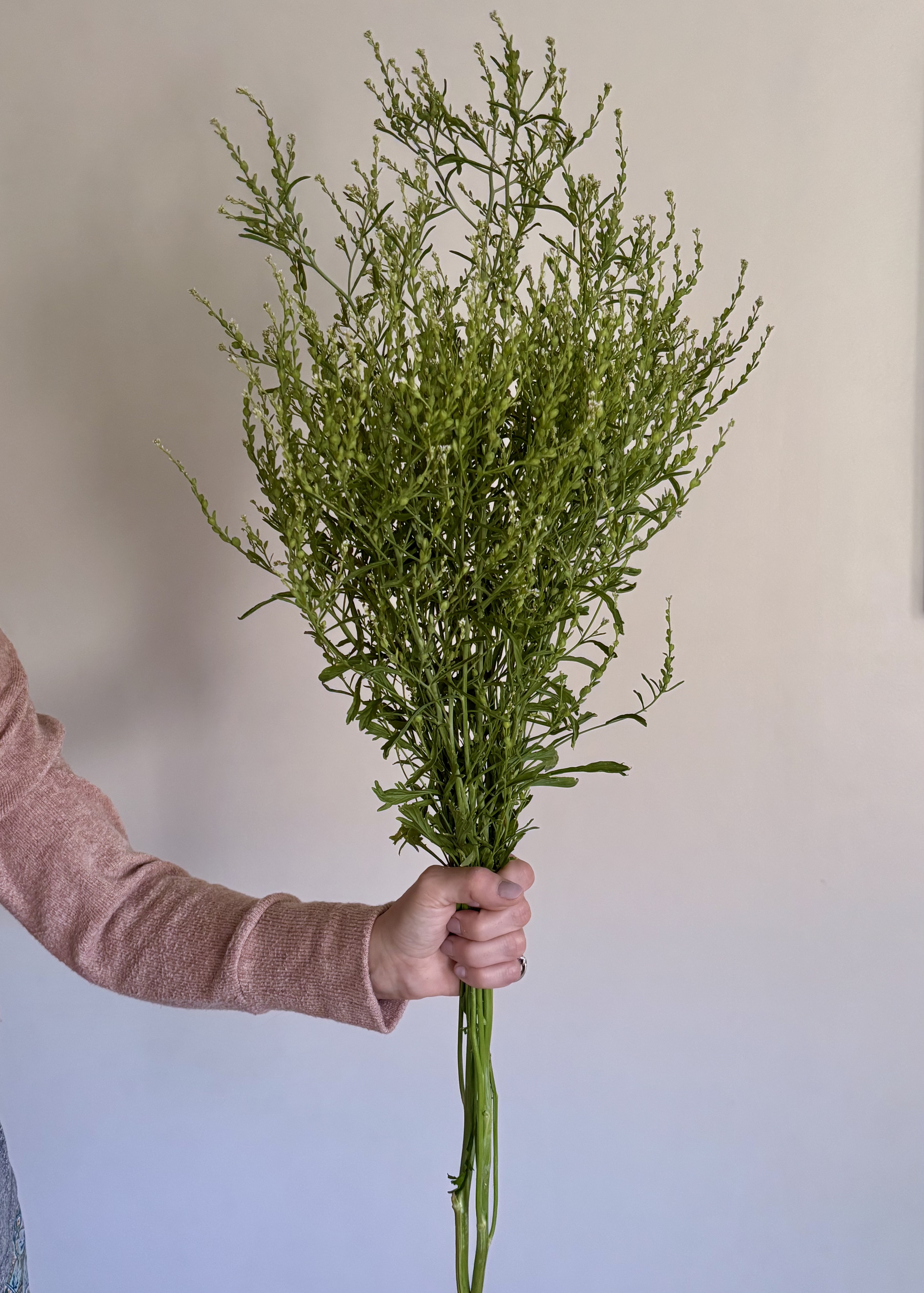 Persian Cress