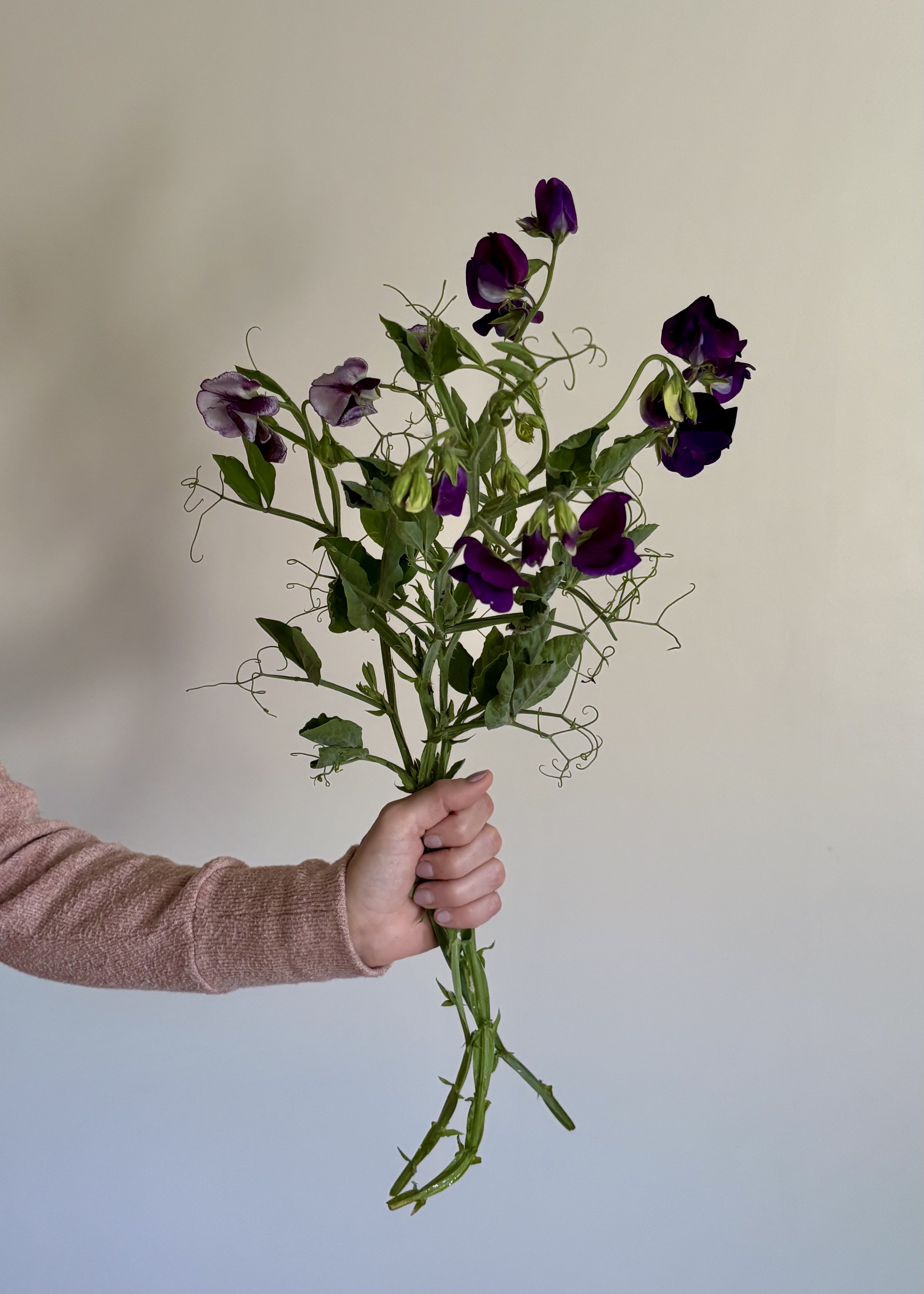 Deep Purple Sweet Peas