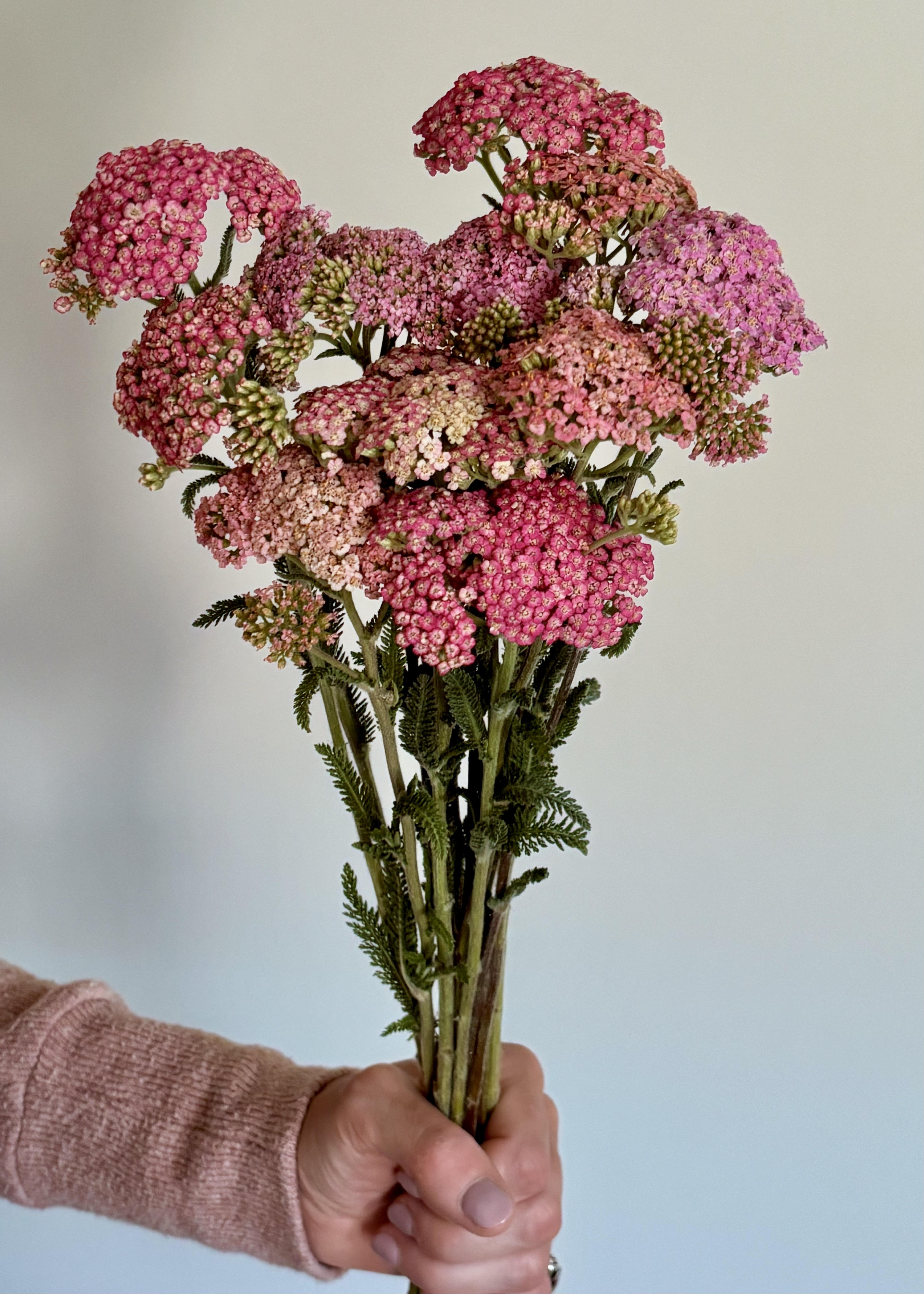 Raspberry Sherbert Yarrow
