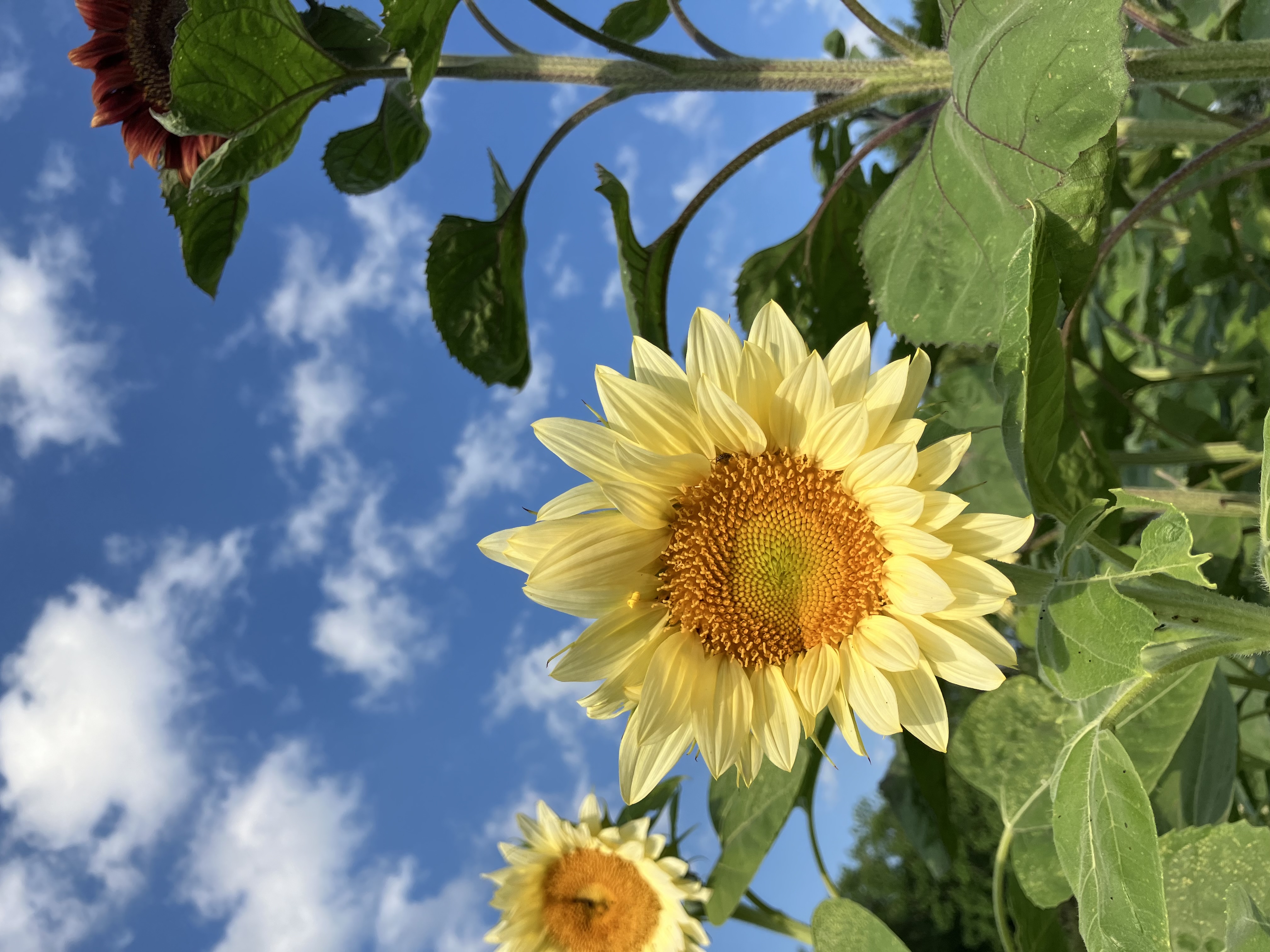 Sunflower