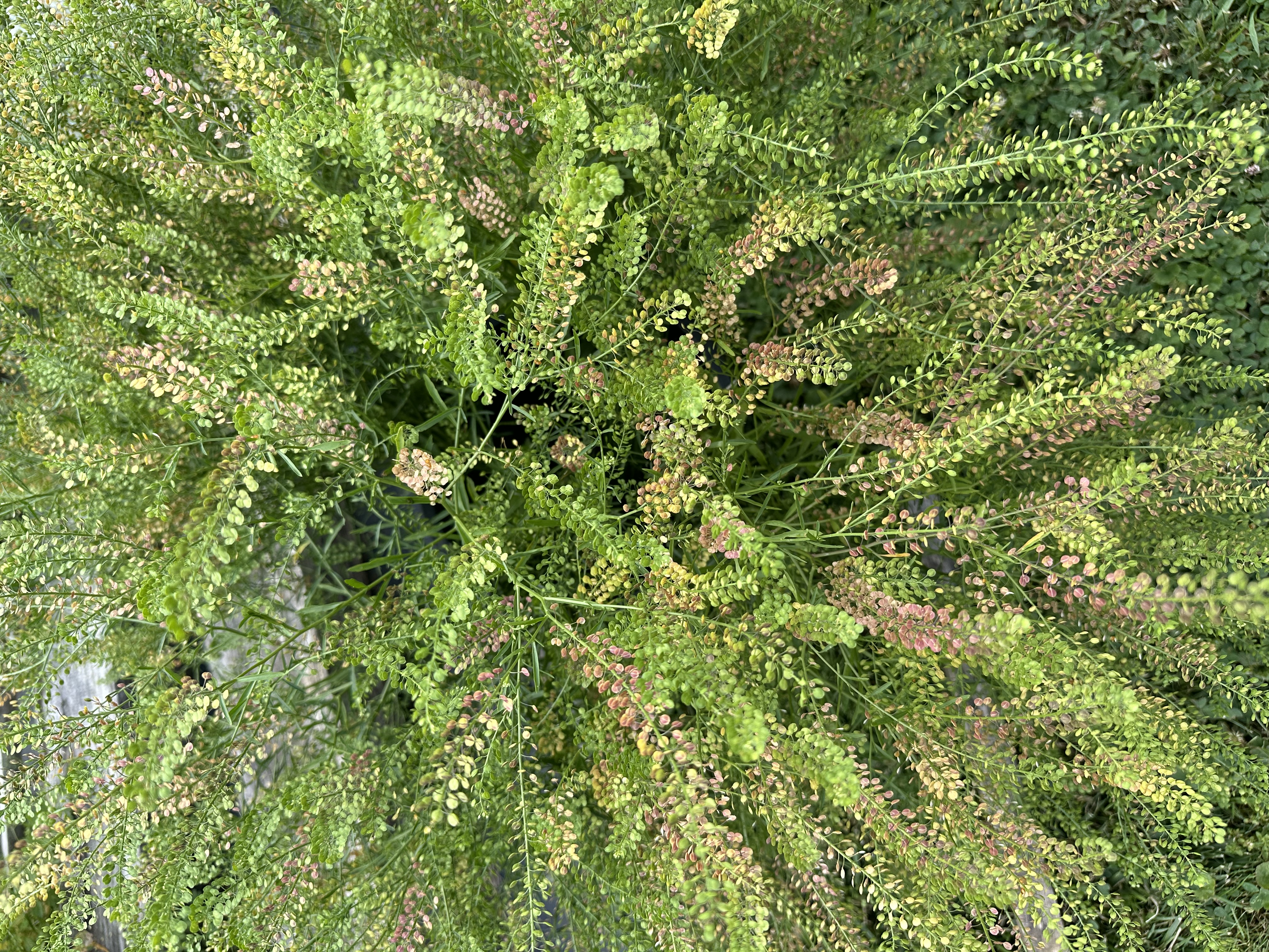 Cress - Lepidium ruderale