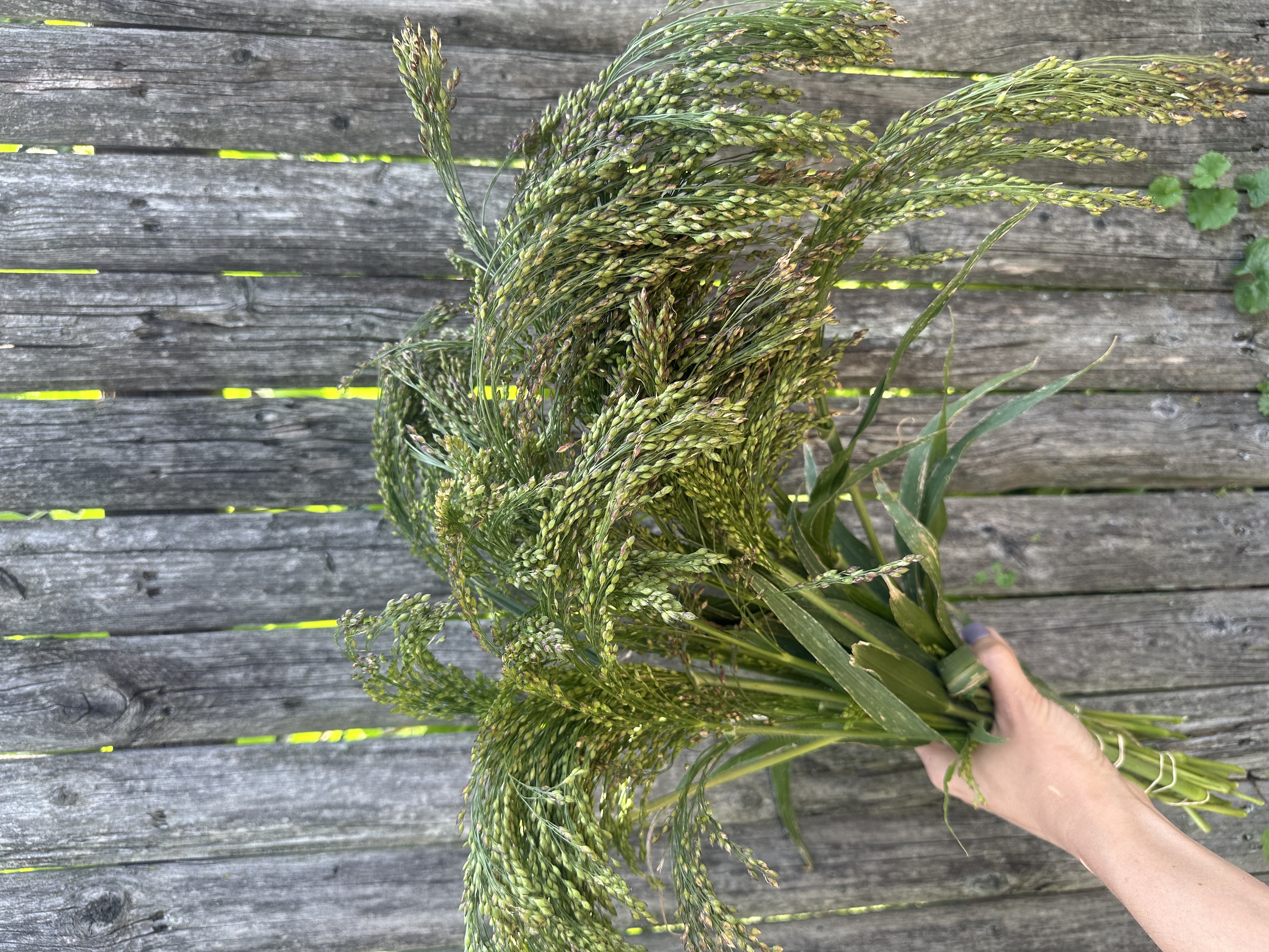 Ornamental Grass - Panicum violaceum