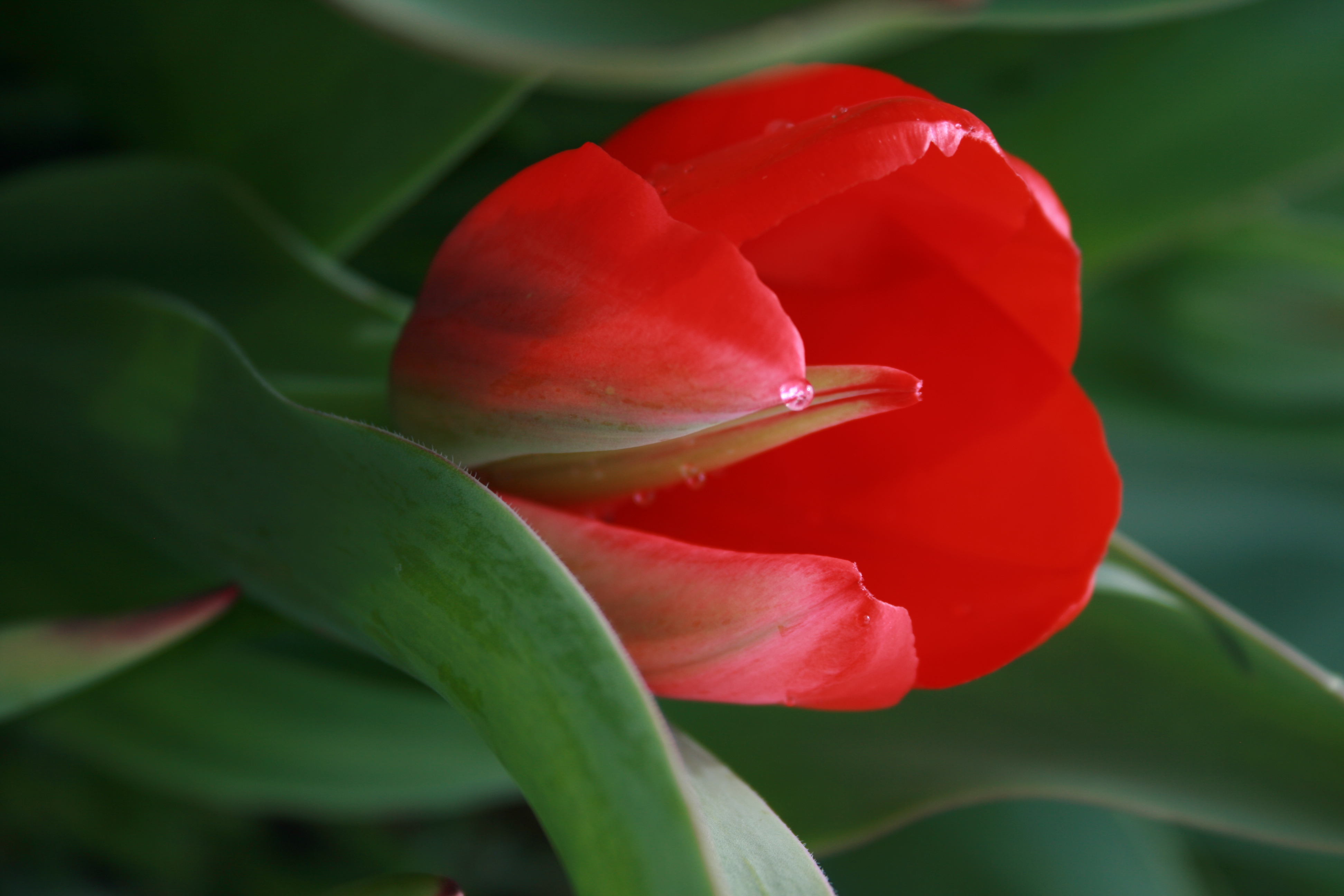 Tulip