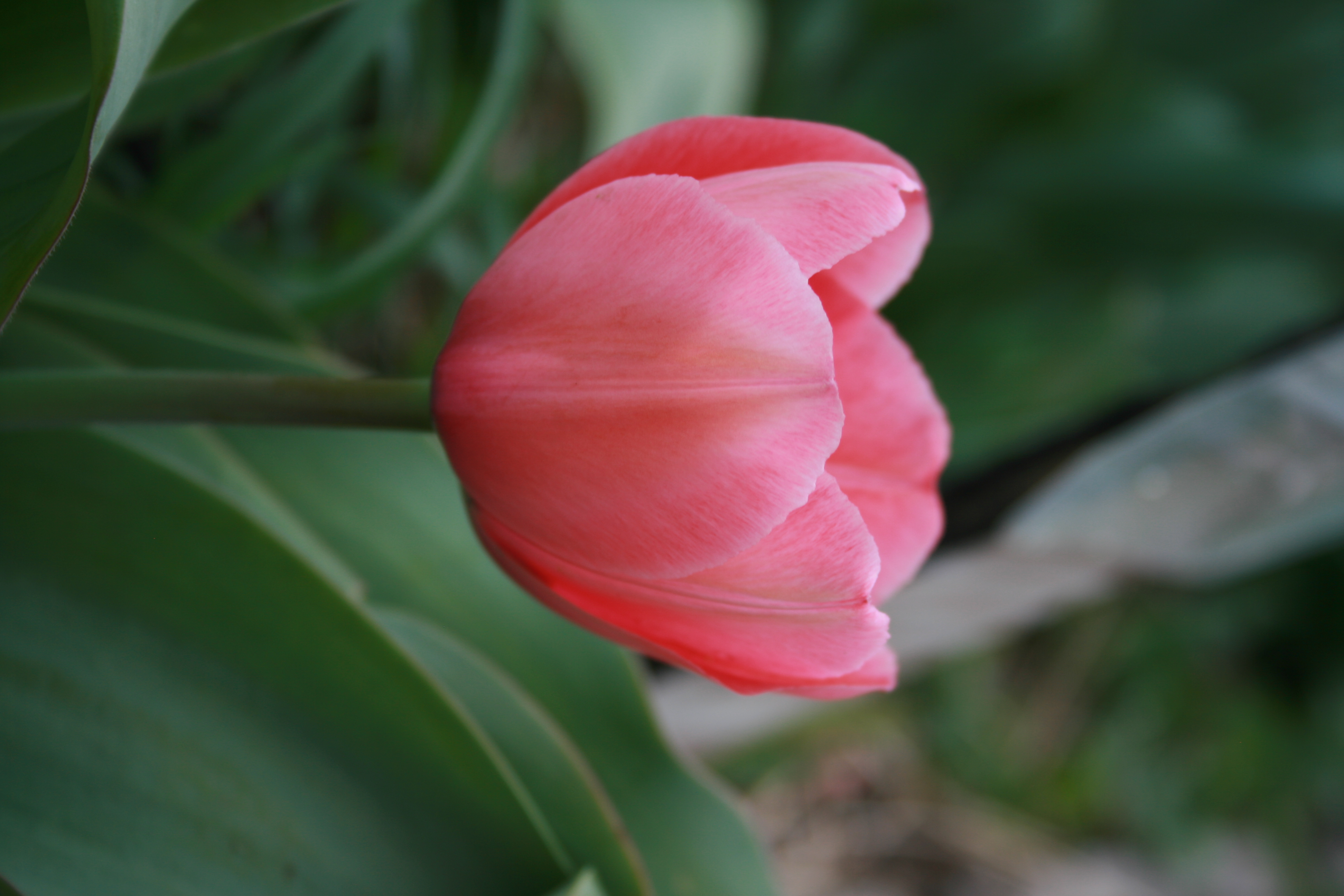 Tulip